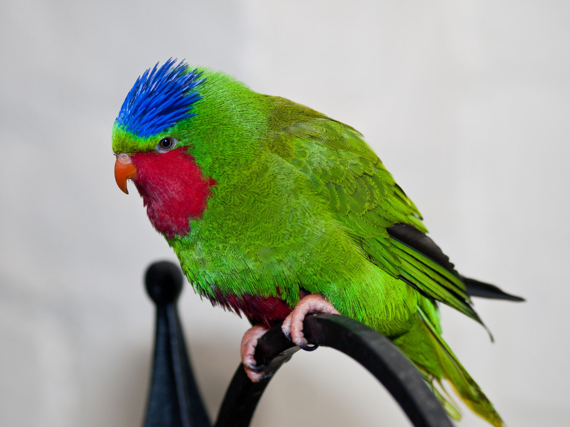 A Blue-crowned Lorikeet in the Blackburn Pavilion at London Zoo…