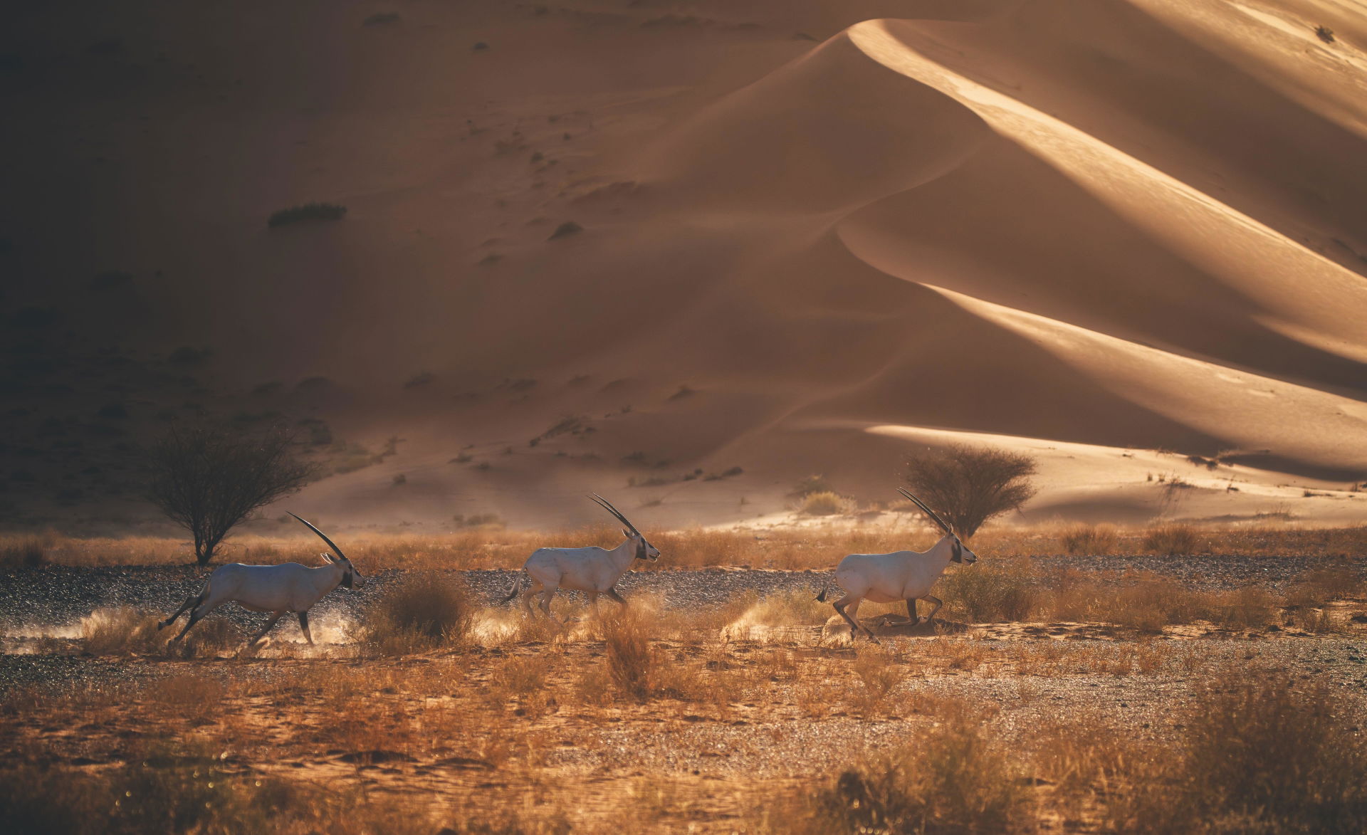 Arabian Oryx (Oryx leucoryx) in Uruq Bani Ma'arid Reserve: Saud…