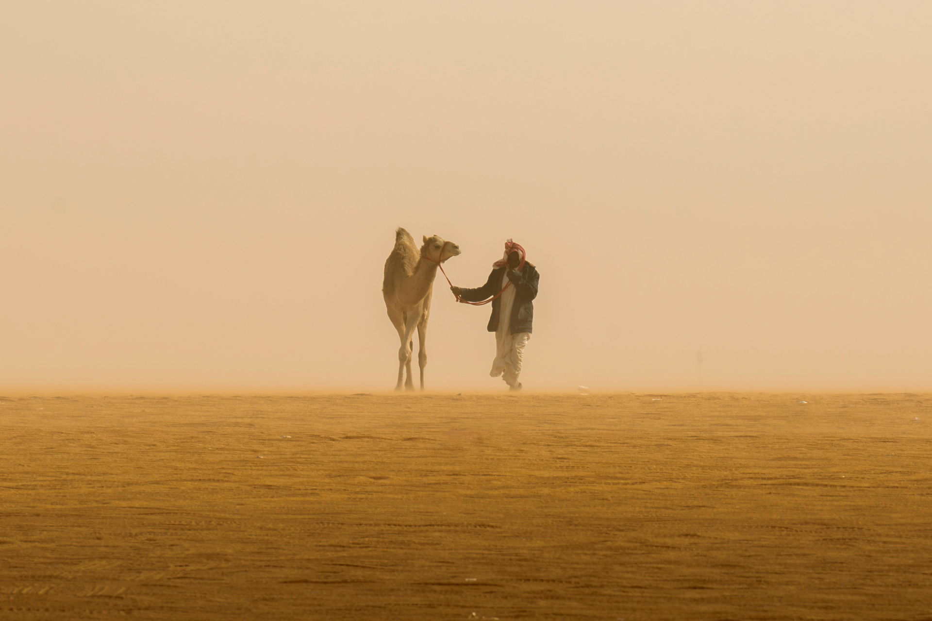 A herder leading his camel in a calm desert atmosphere in Saudi…