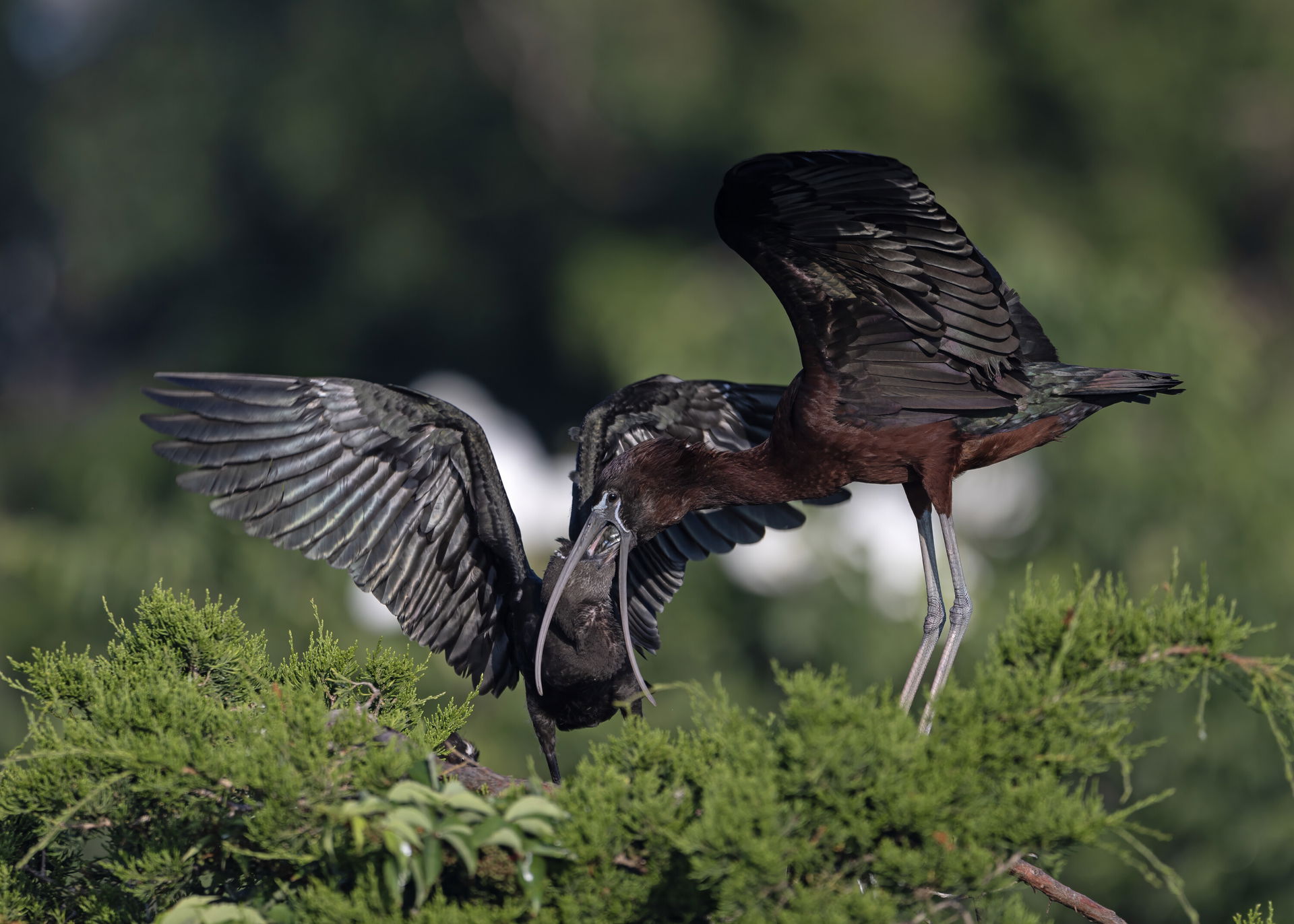 A Glossy Ibis feeds its young by regurgitating.