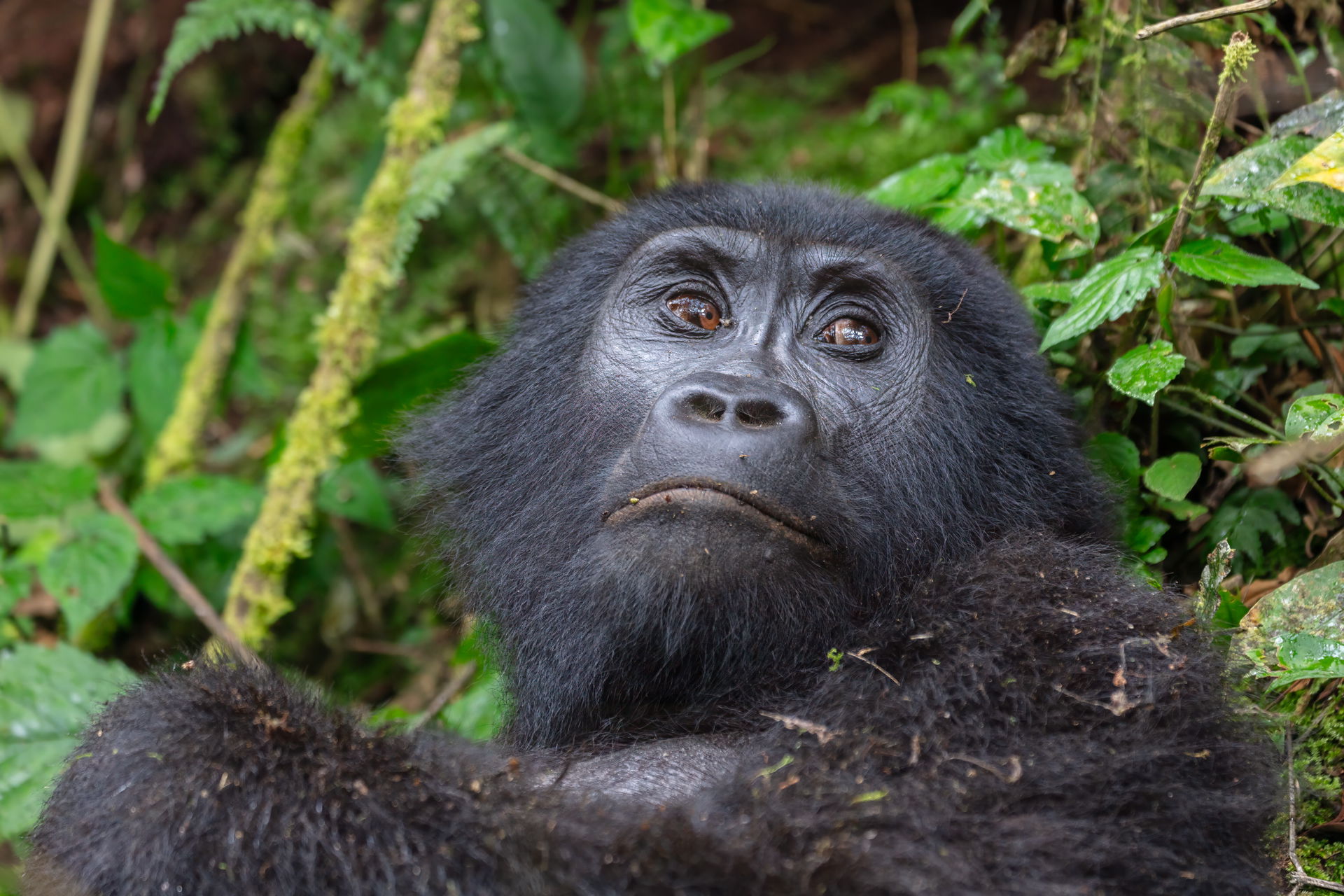 Mountain gorilla (Gorilla beringei beringei), Bwindi Impenetrab…