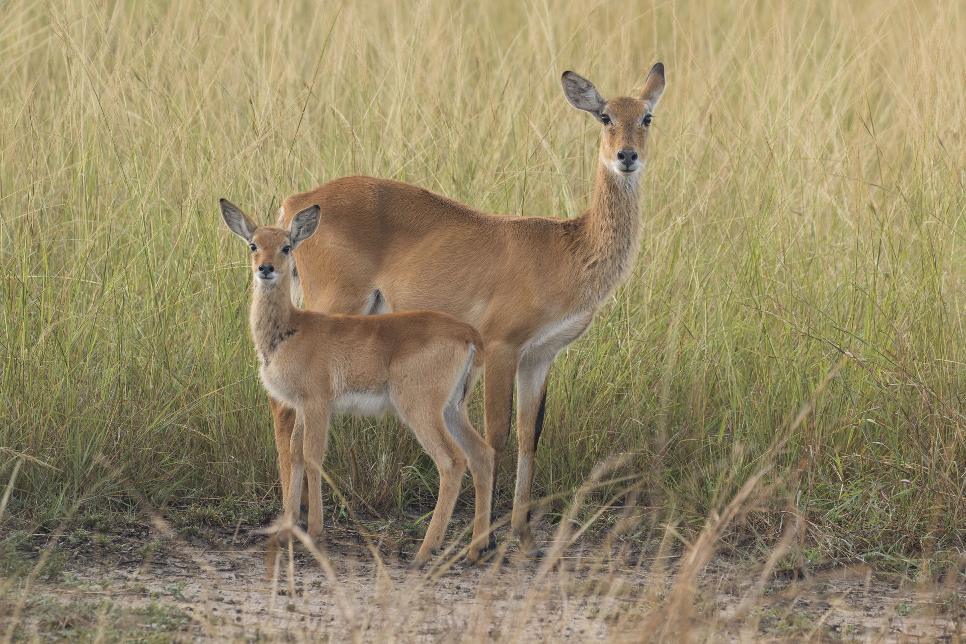 Ugandan kob (Kobus kob thomasi) female and calf, Semliki Wildli…