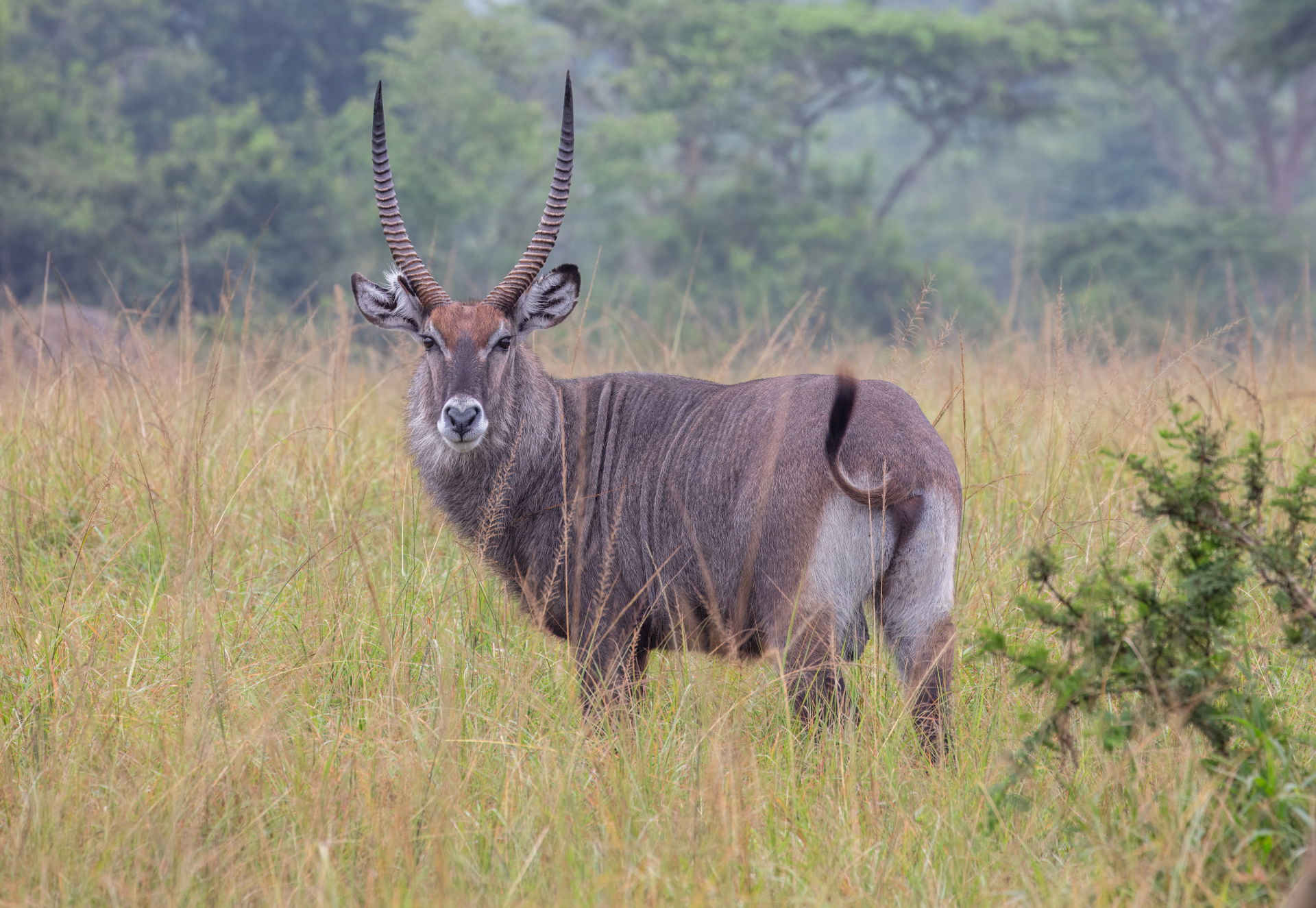 Waterbuck (Kobus ellipsiprymnus defassa), Lake Mburo National P…