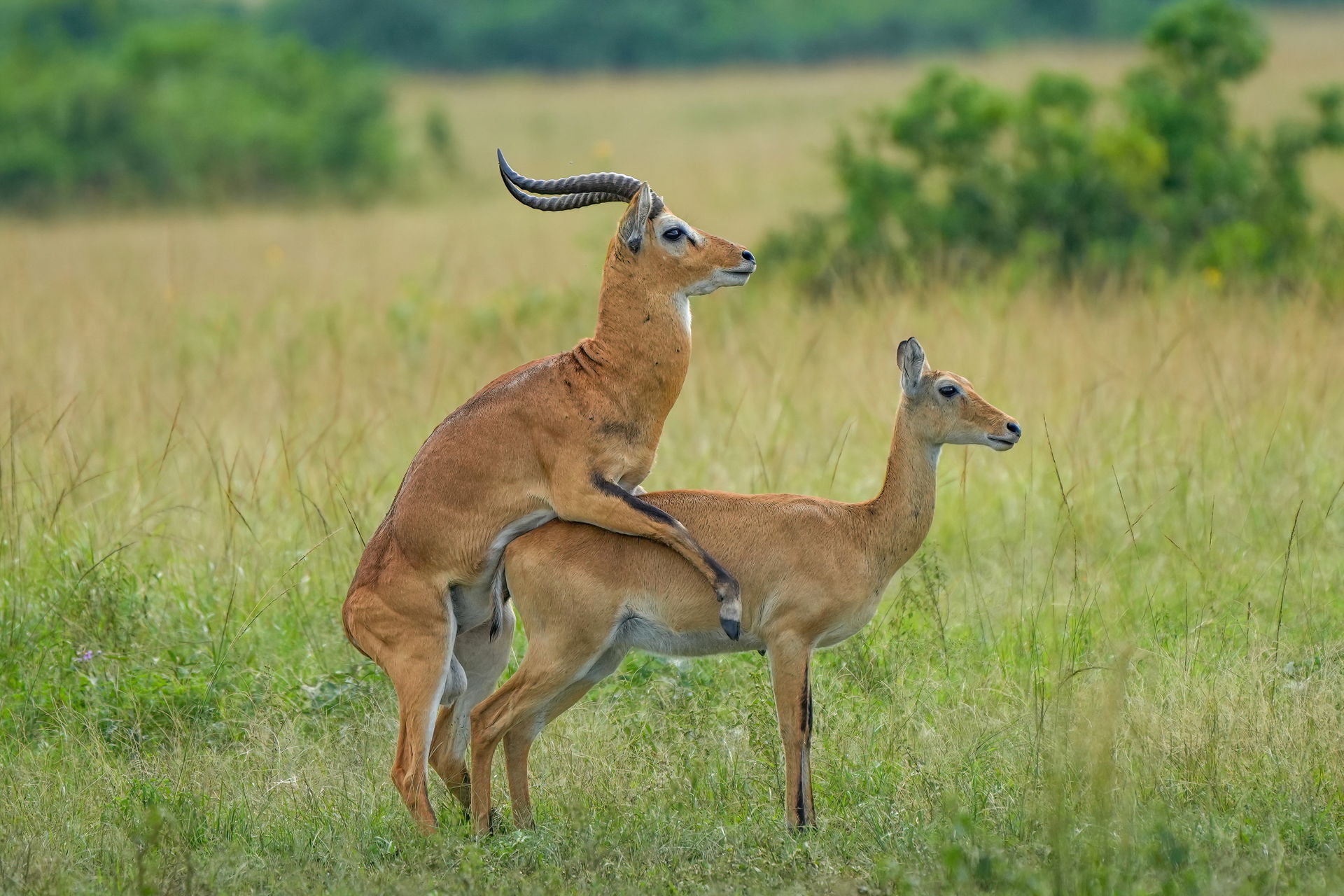 Uganda kobs mating at Queen Elizabeth National Park