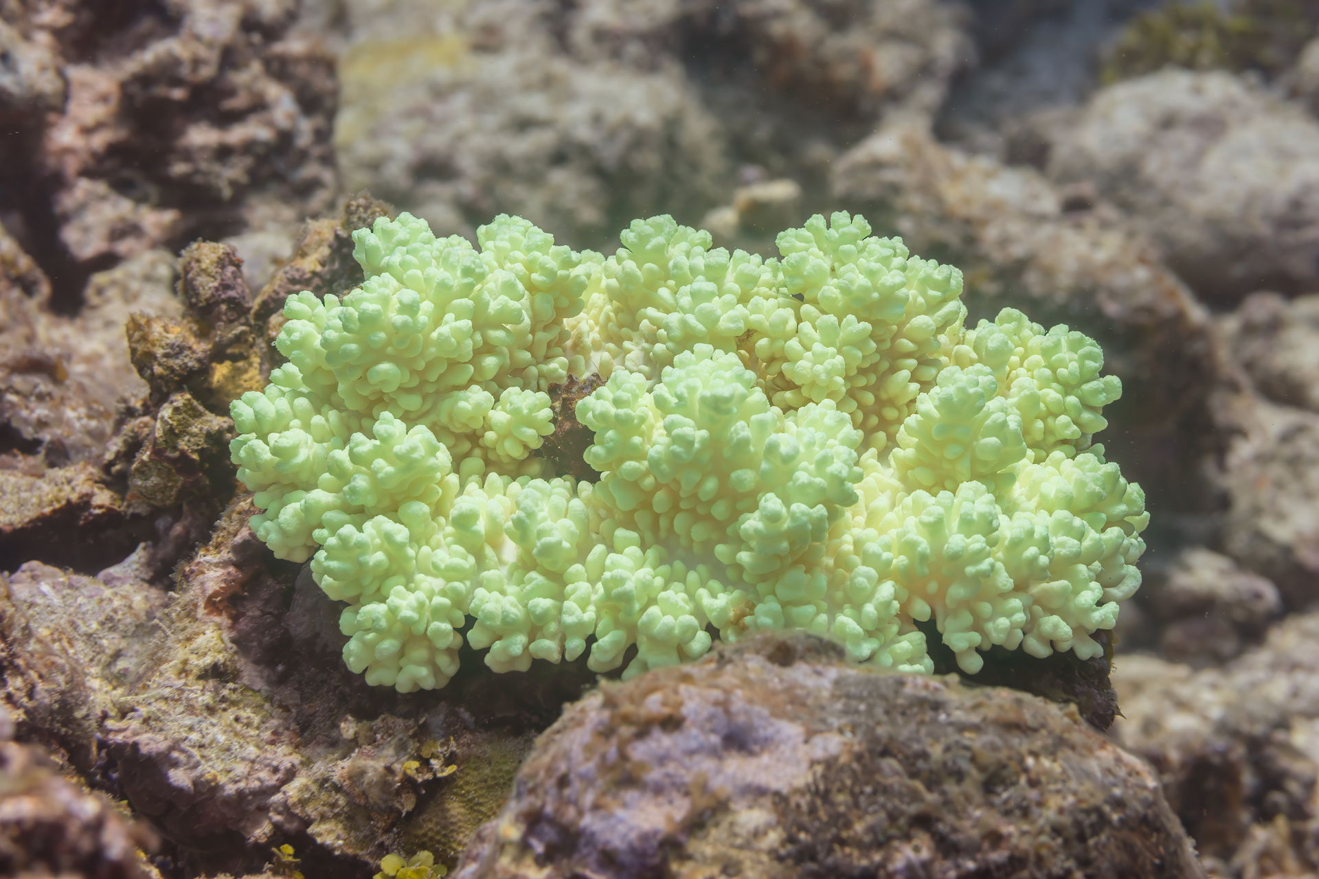 Flat cup coral (Sclerophytum densa), Zanzibar, Tanzania
