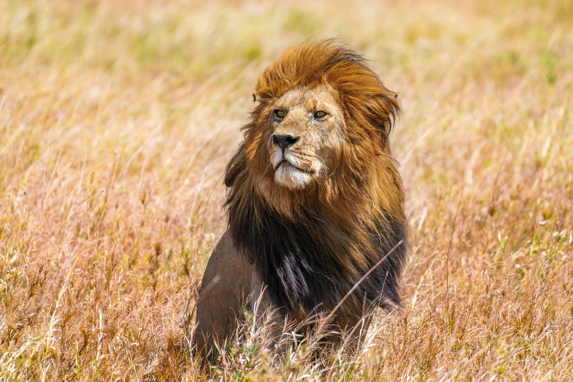Wild lion (Panthera leo) Snyggve (also known as Bob Junior), so…