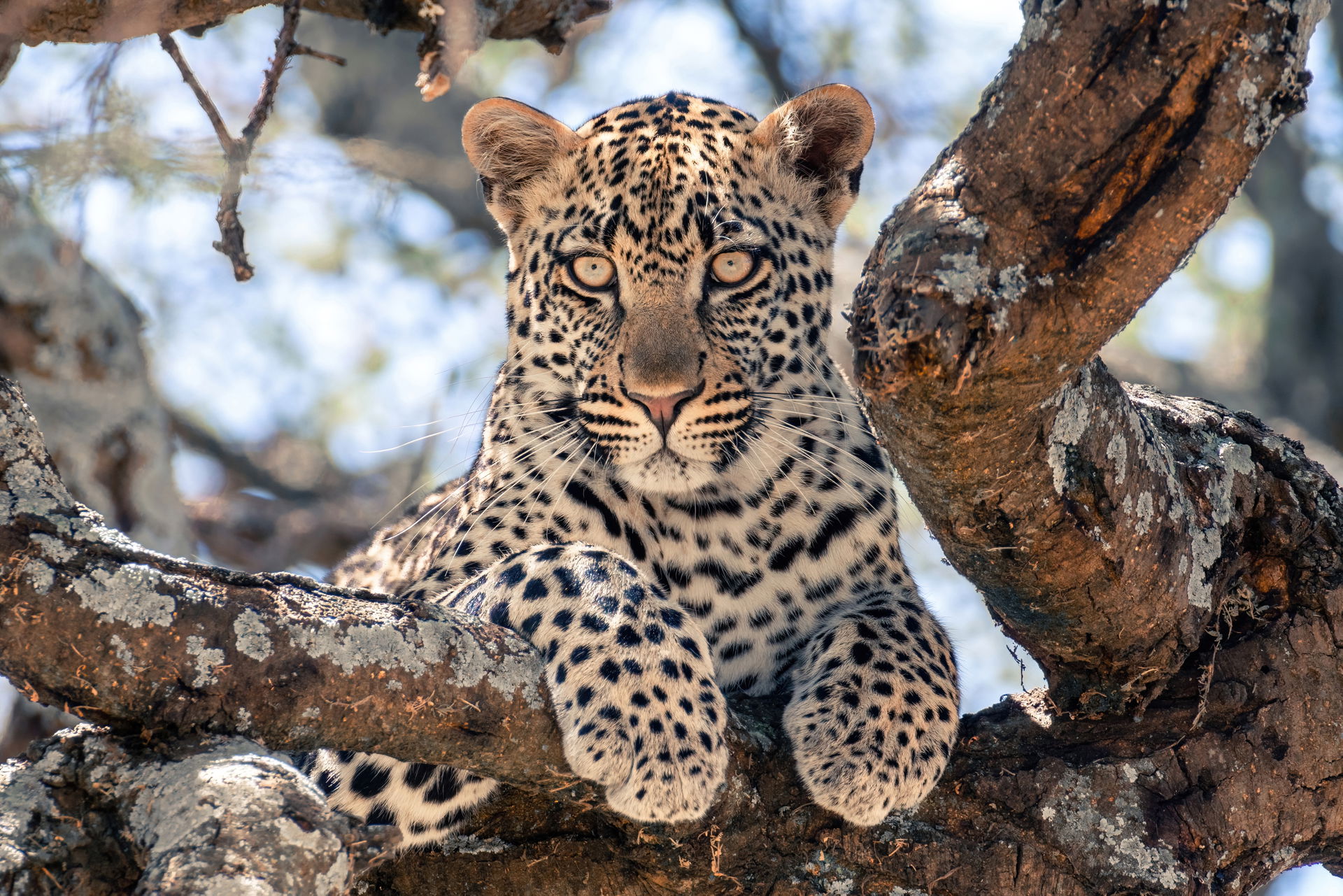 Gaze of a juvenile leopard perched on a tree in the Serengeti N…