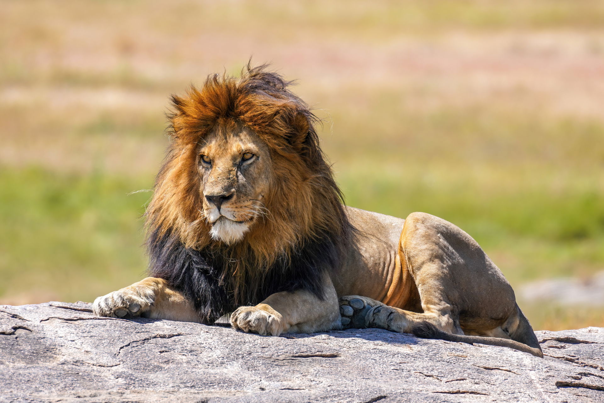 Wild lion (Panthera leo) Snyggve (also known as Bob Junior), so…