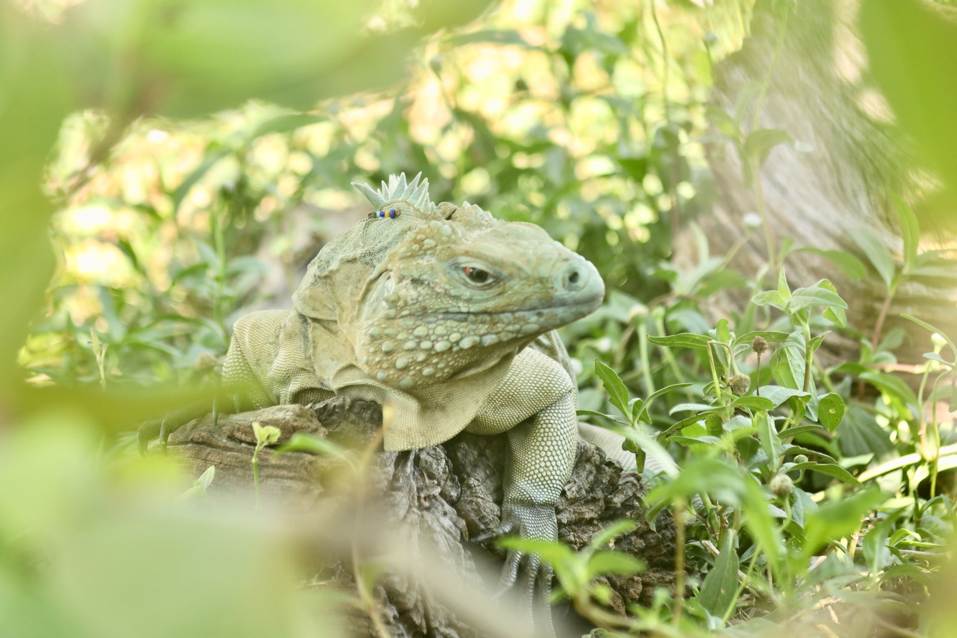This is a blue iguana that lives in the conservation facility i…