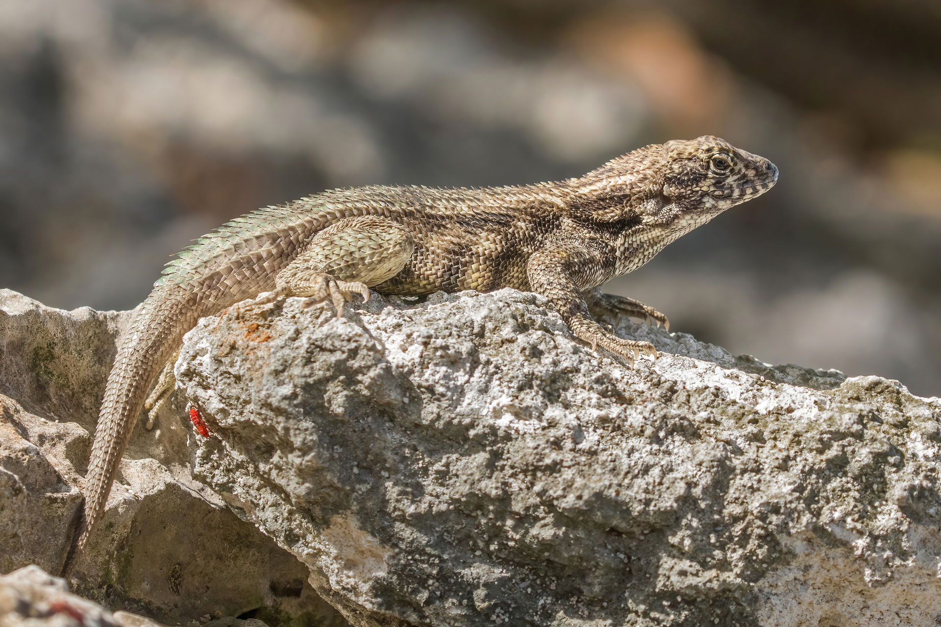 Cayman curly-tailed lizard (Leiocephalus varius), Grand Cayman,…