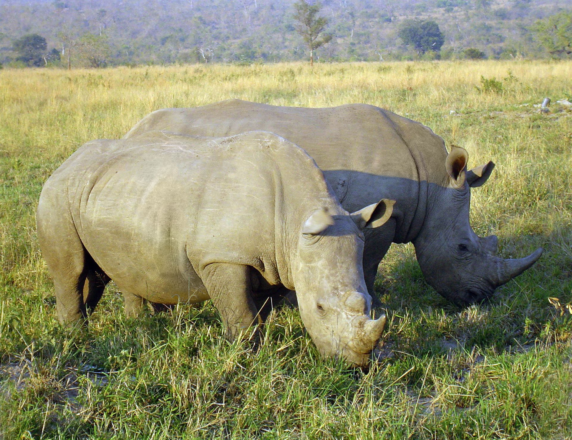 A photo taken of Rhinoceros eating in a national park in South …