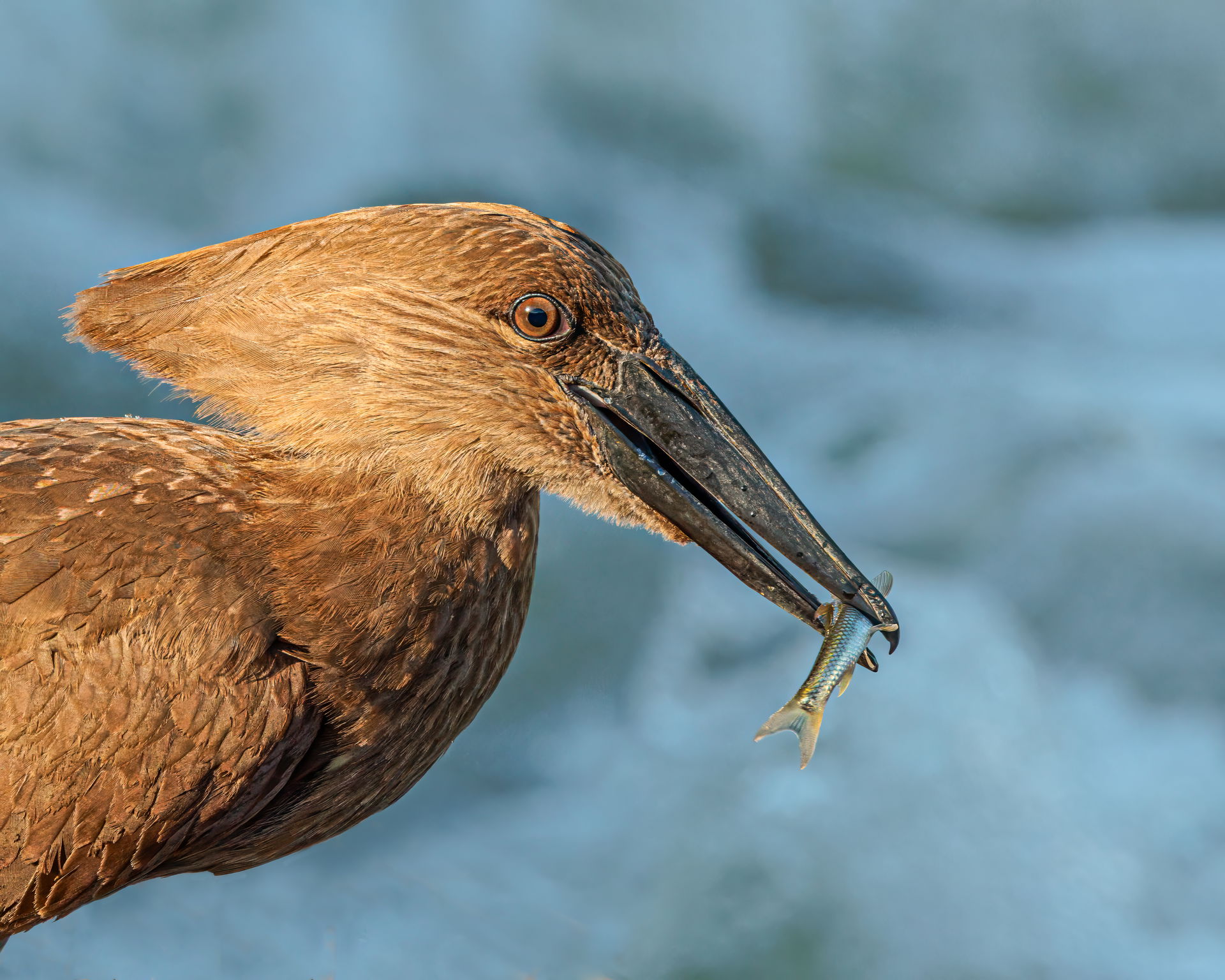 Hamerkop (Scopus umbretta) eating fish  in South Africa.
