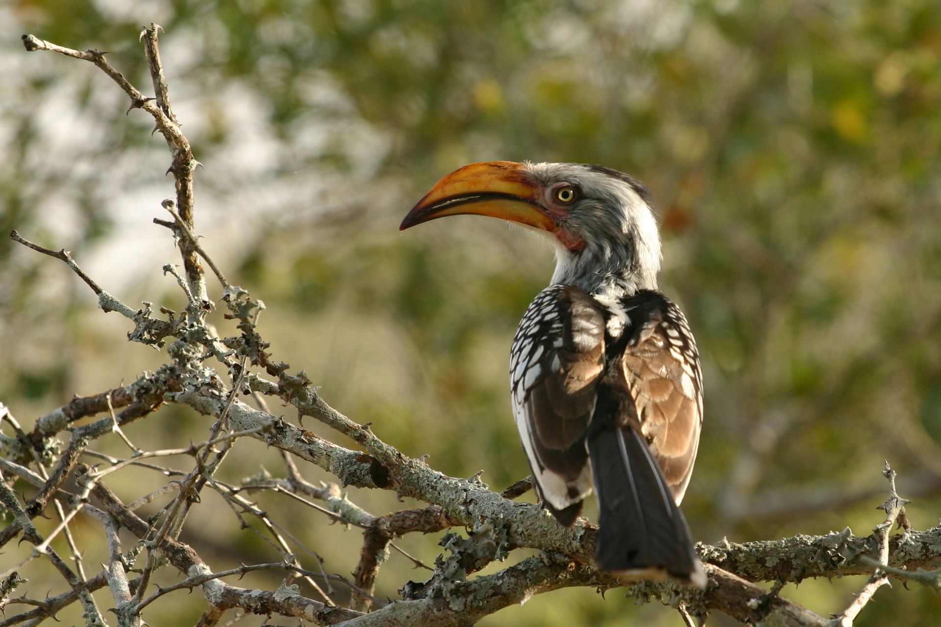 Southern Yellow-billed Hornbill (Tockus leucomelas) in Northern…