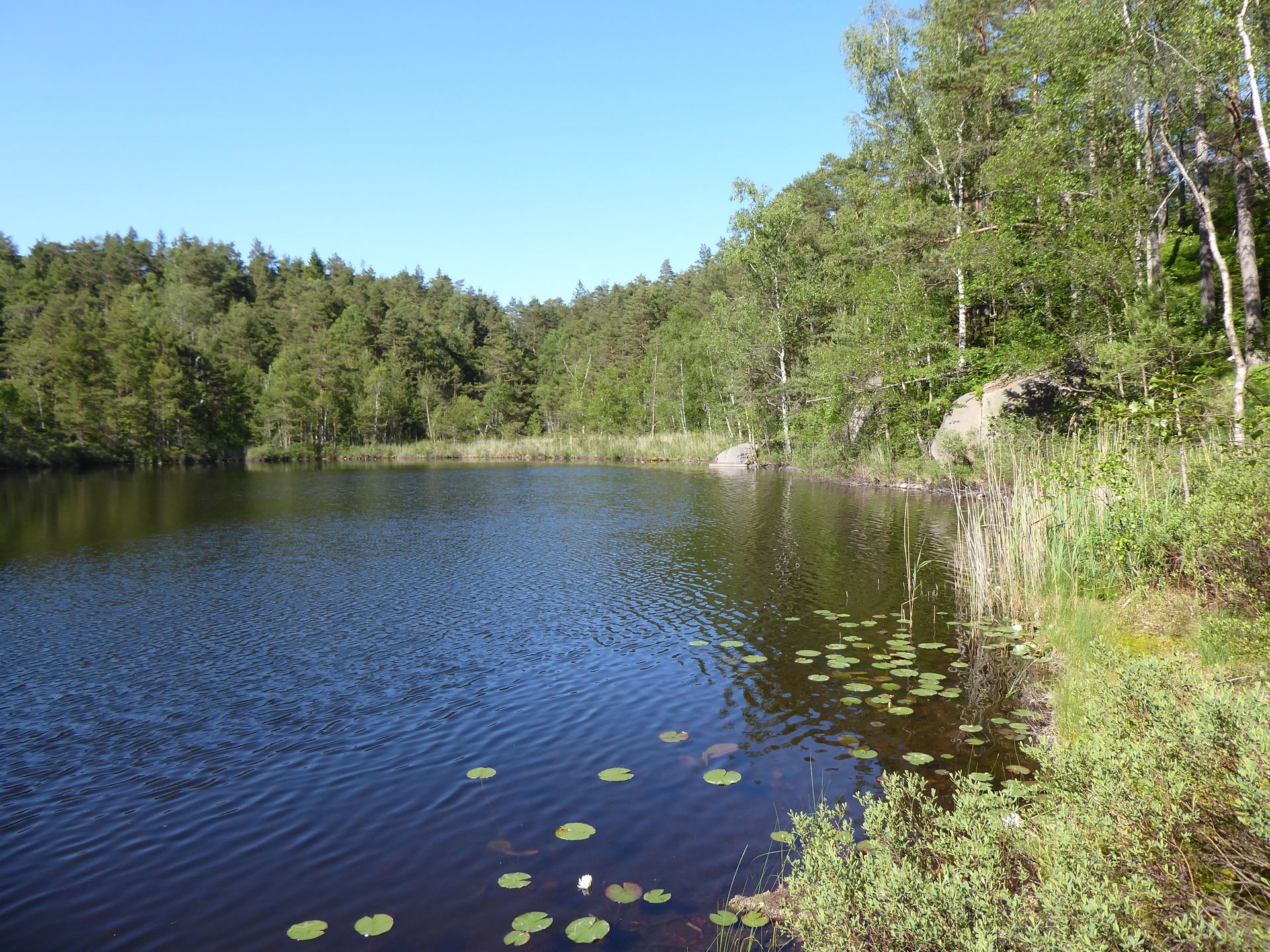 SE part of Plogfoten (Västergötland, Sweden) on June 10, 2023