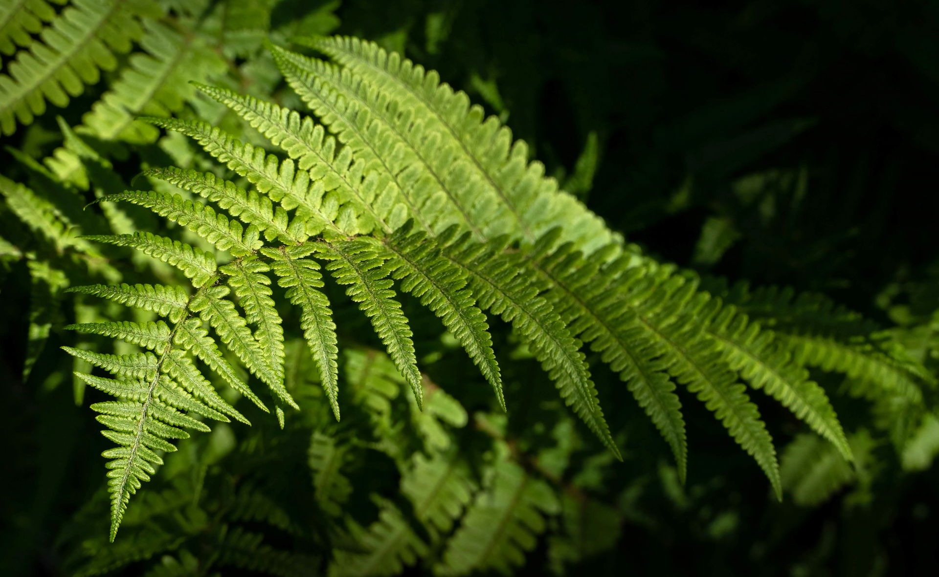 Lady fern (Athyrium filix-femina) at Myrstigen trail, Brastad, …