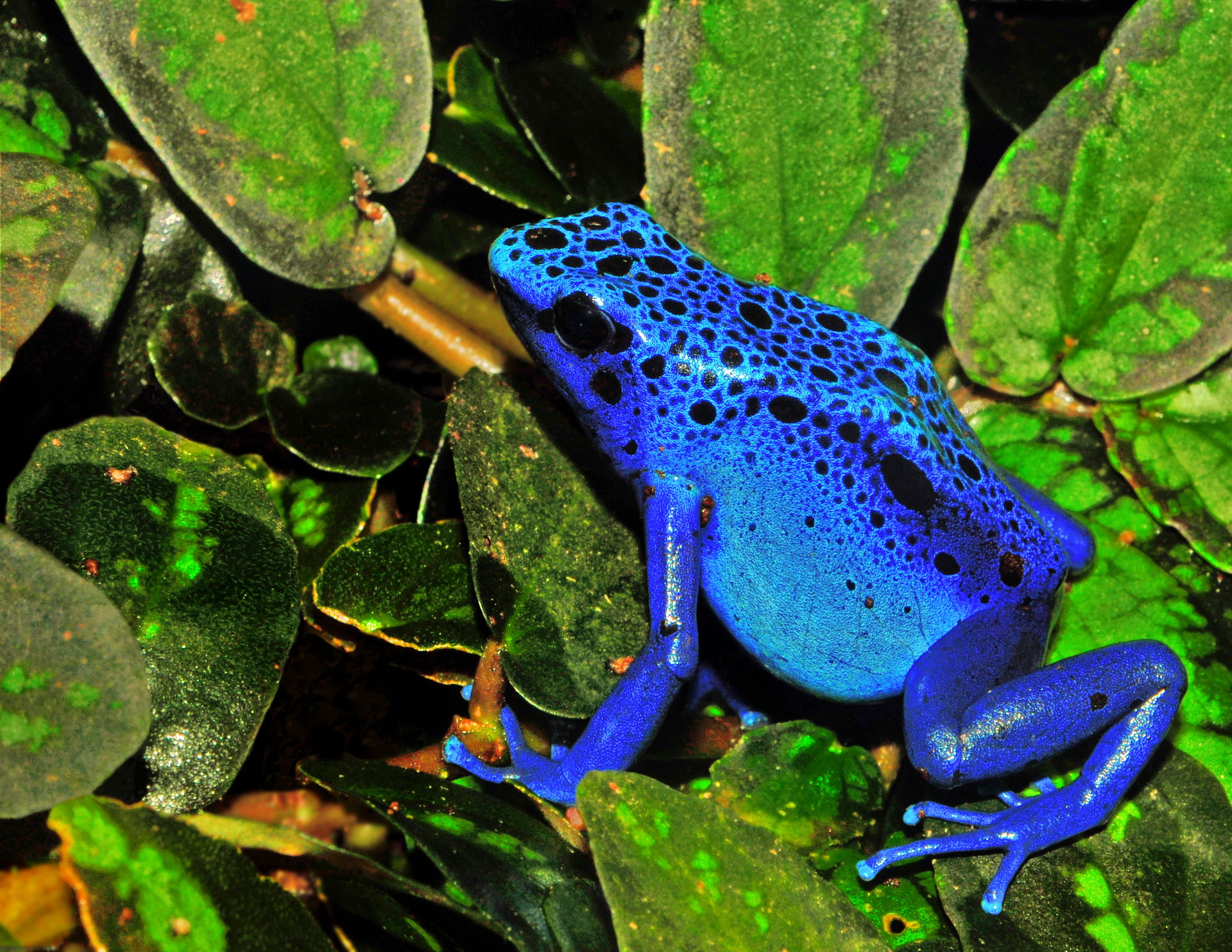 Blue Poison Dart Frog