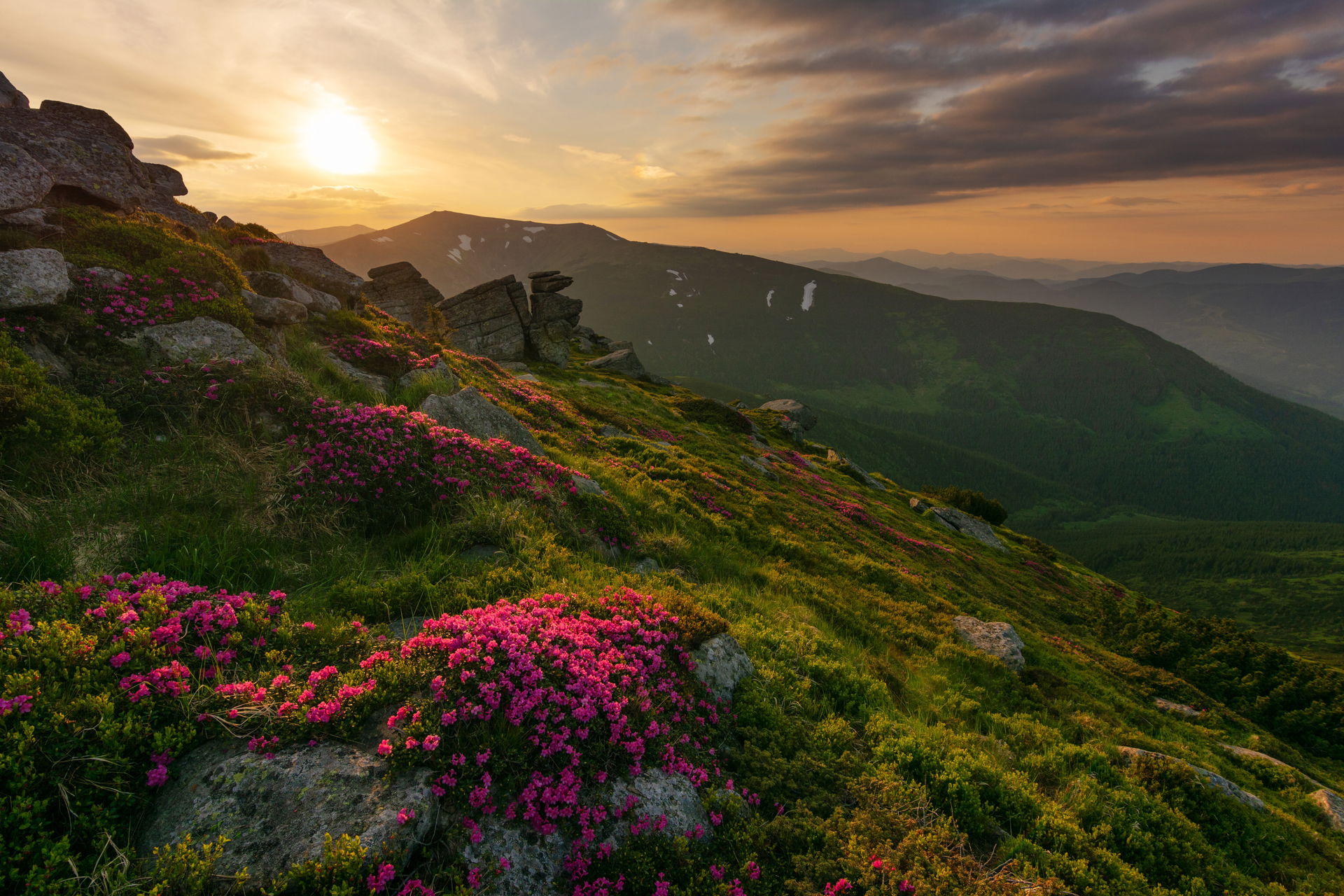 Rhododendron flowers in the Carpathian Mountains, Carpathian Na…