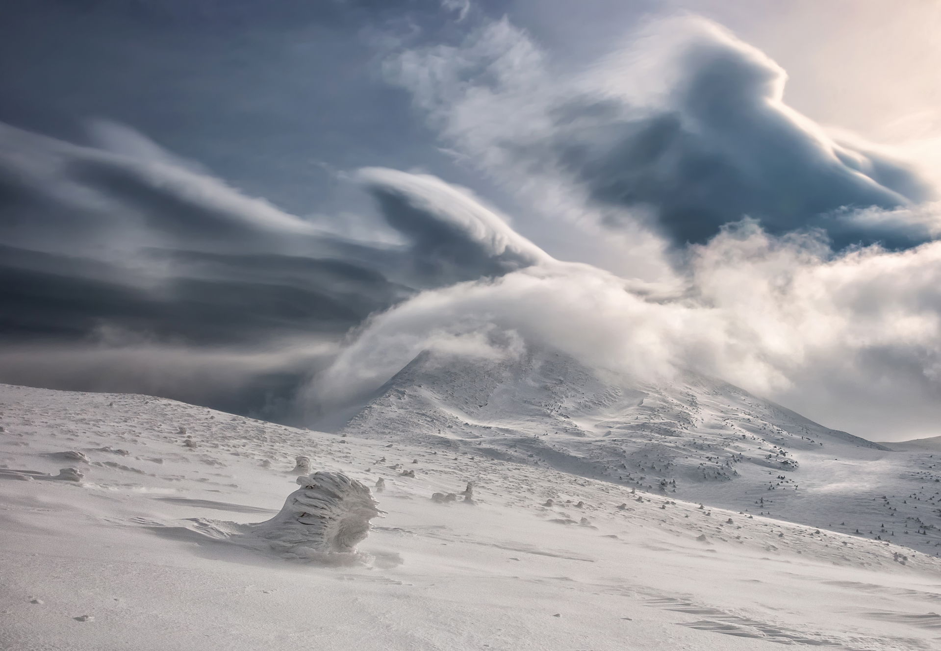 Mount Hoverla. Mountain pine (Pinus mugo) under the snow. Carpa…