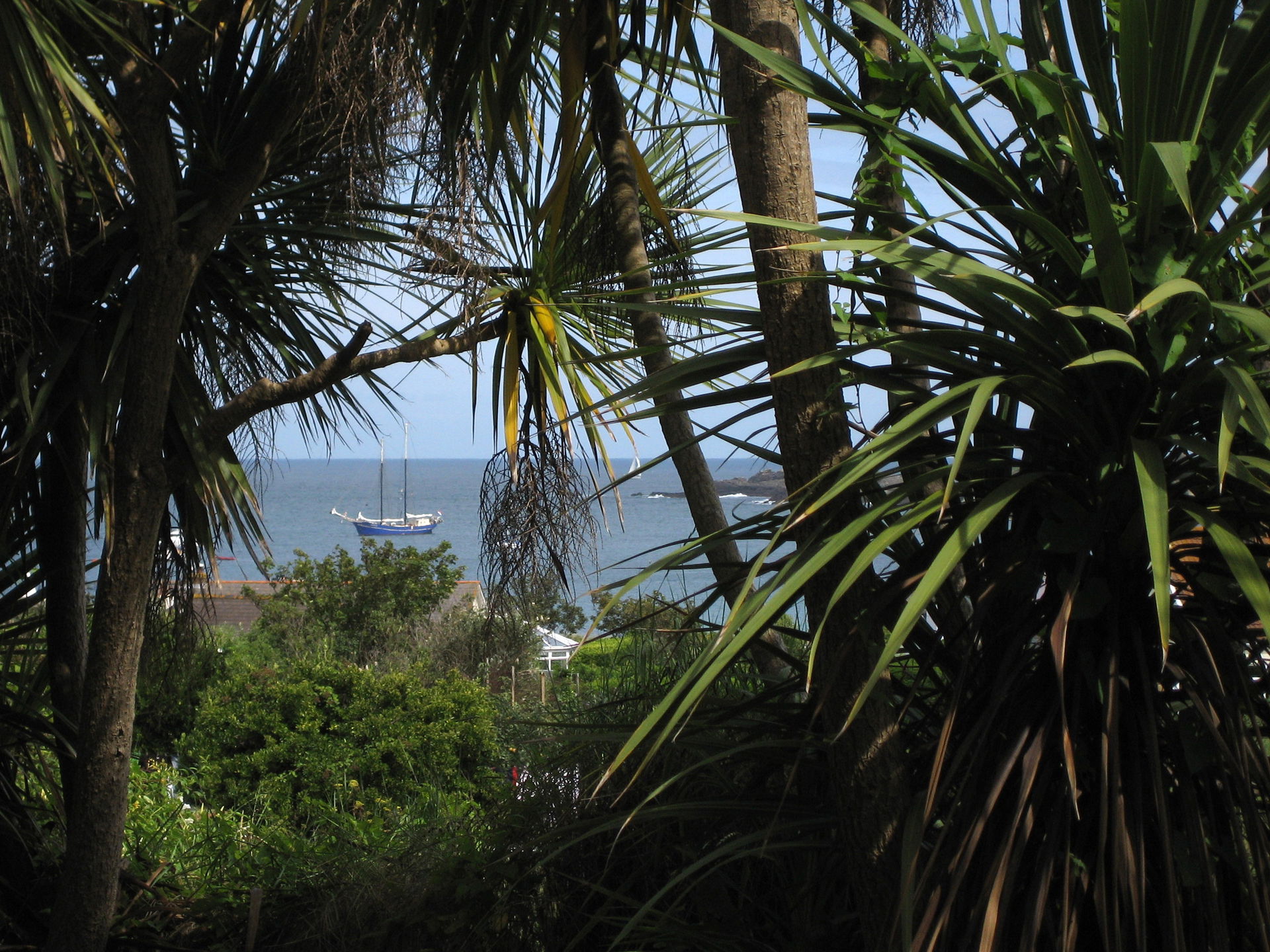 Vegetation of Alderney, showing examples of w:Cordyline austral…