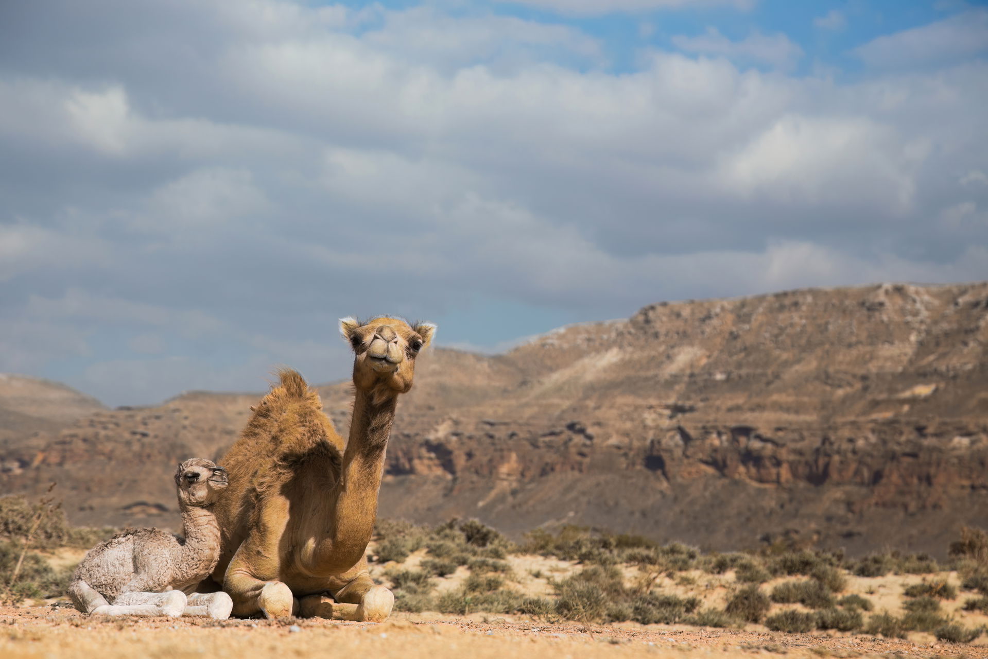 A female camel with her calf in Yemen