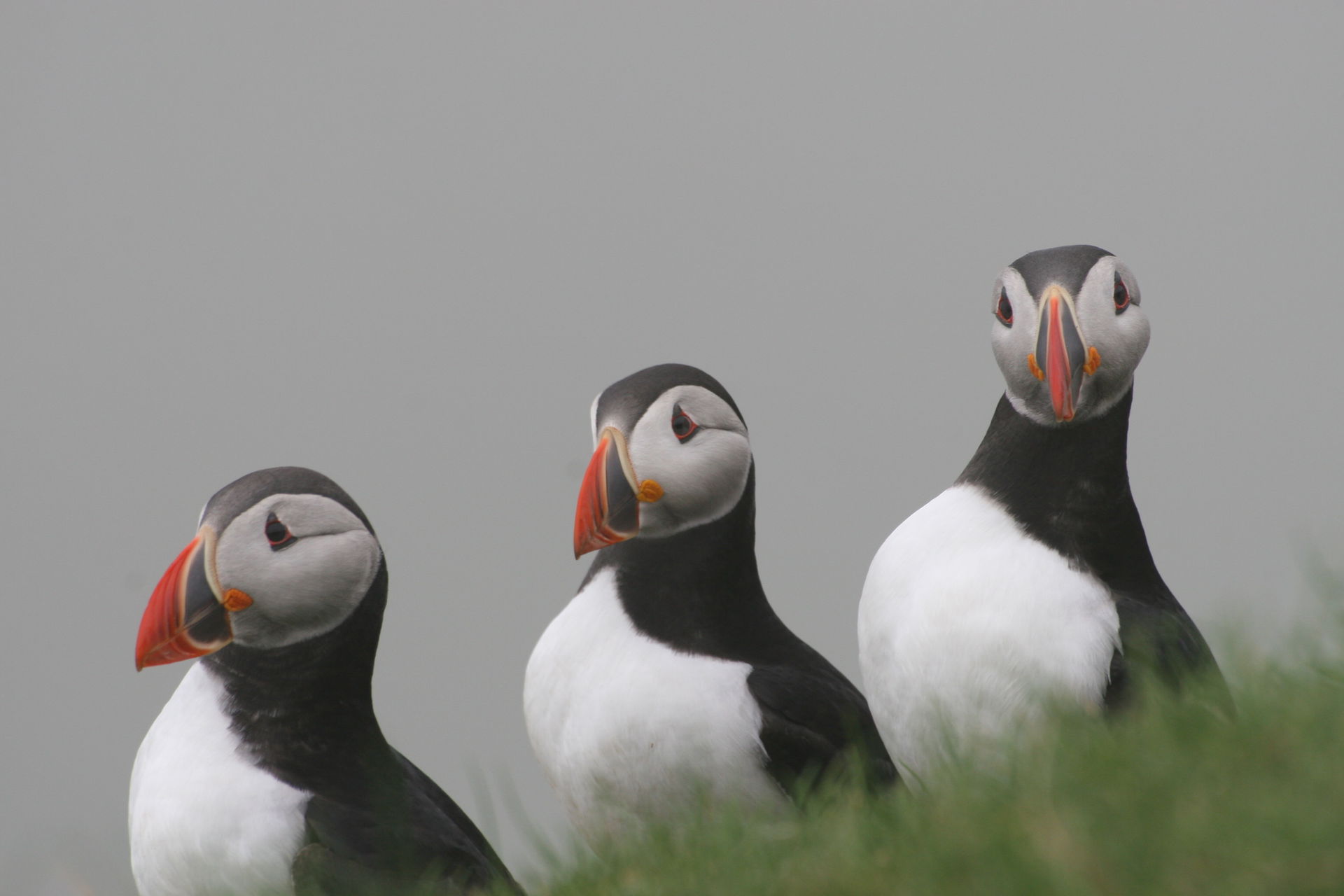 Drei Papageitaucher (Fratercula arctica) auf Mykines, Färöer