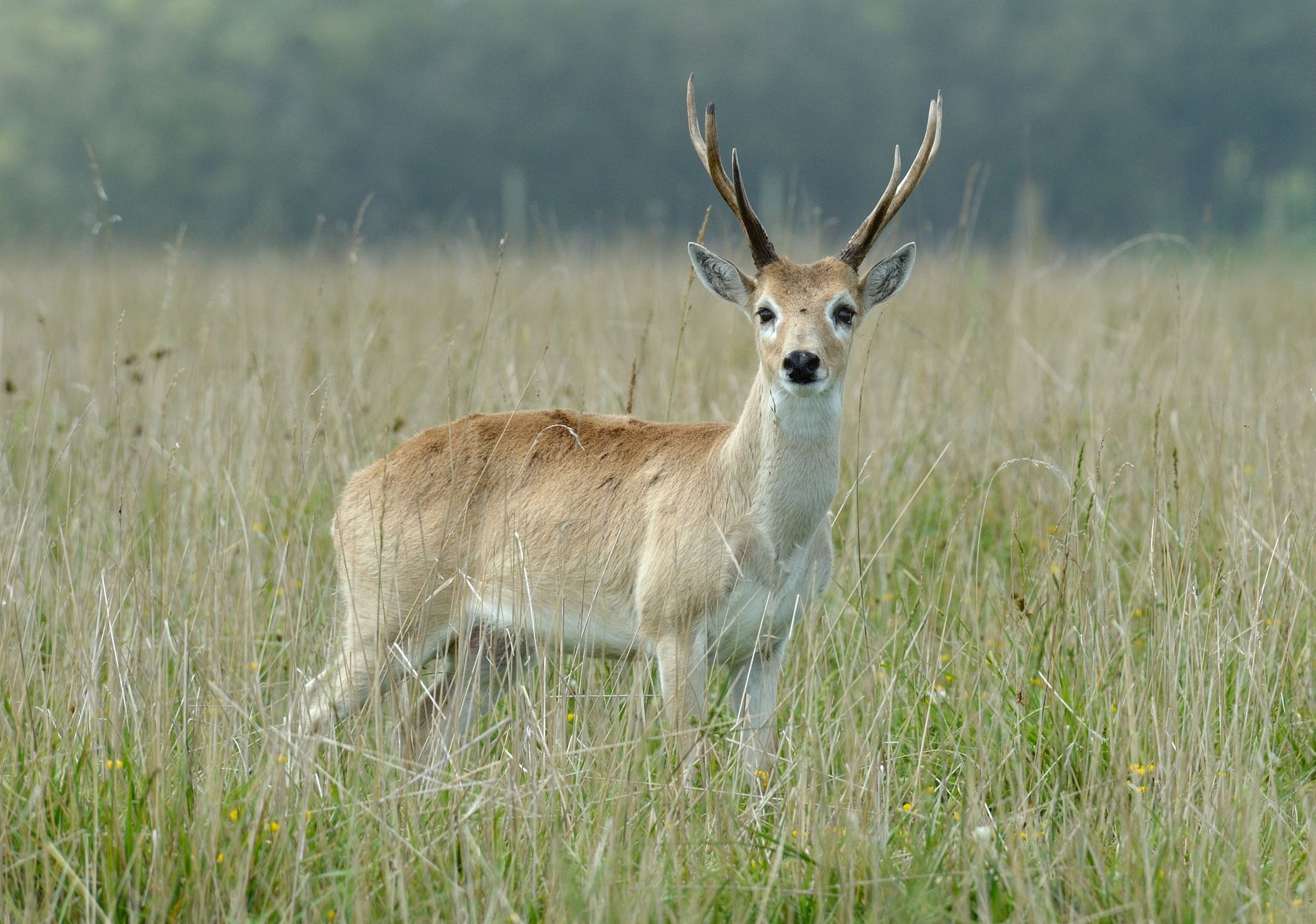 Pampas deer taken at a ranch in Rocha Department, Uruguay