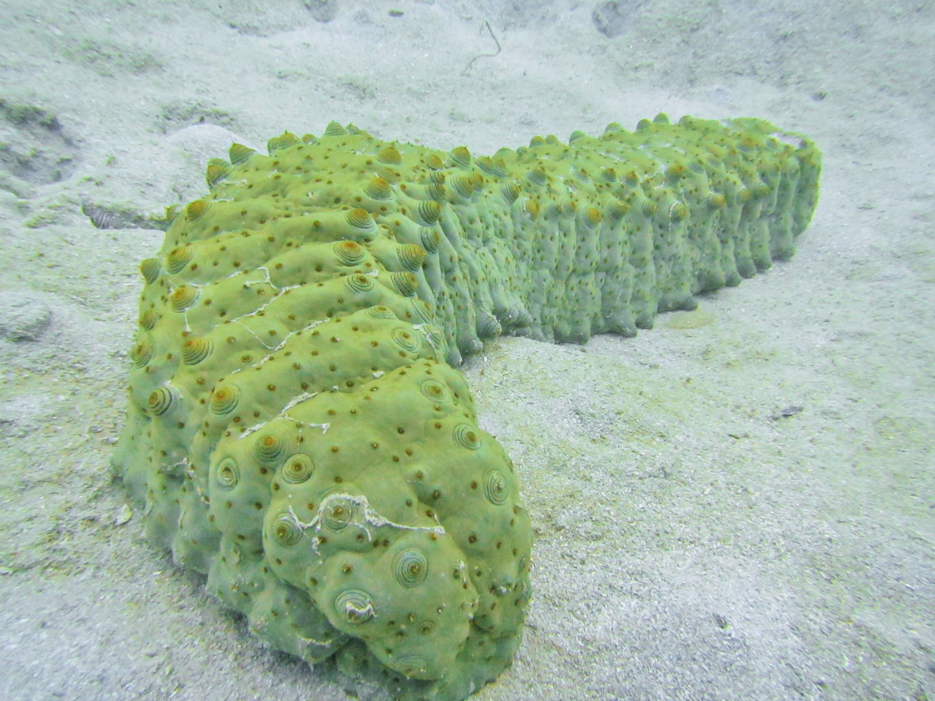 A "curryfish" sea cucumber (Stichopus herrmanni) seen in  Mayot…