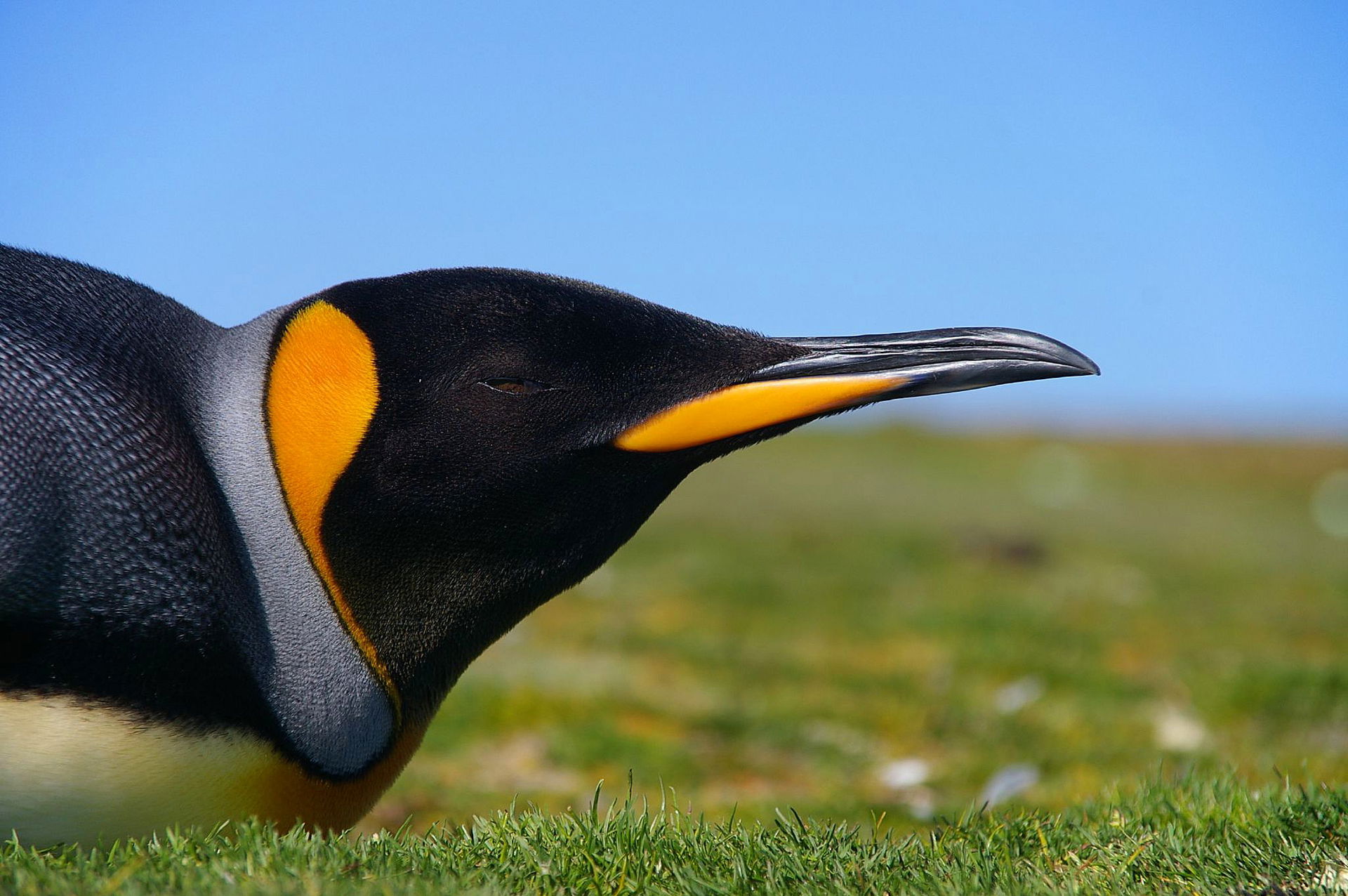 King Penguin (Aptenodytes patagonicus patagonicus), West Falkla…
