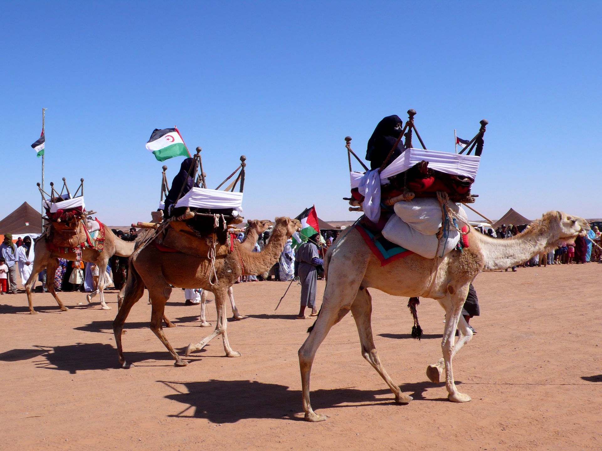 Exhibición de camellos en la wilaya de Dajla (campamentos de re…