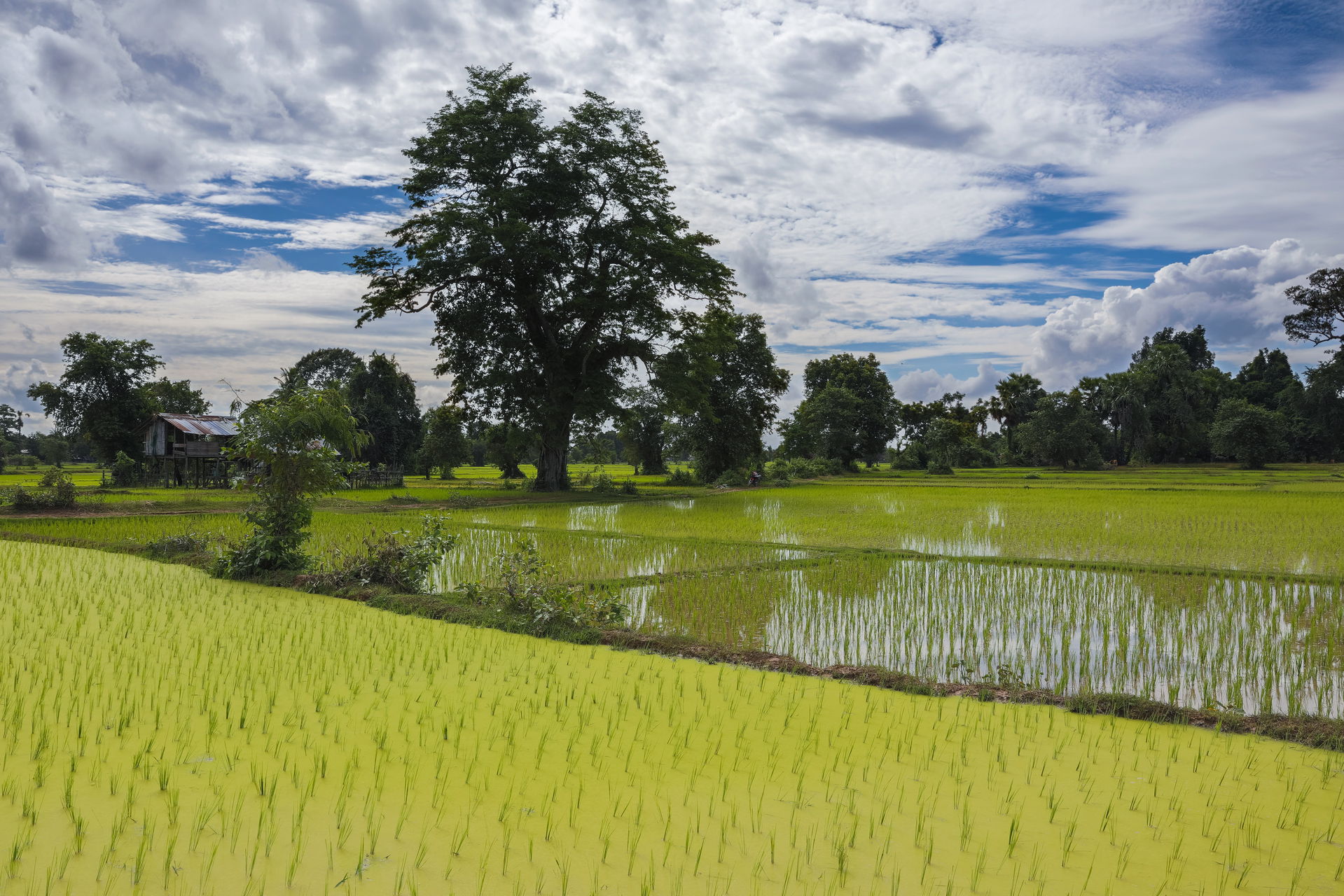 Green landscape with opaque paddy fields and cloudy blue sky in…