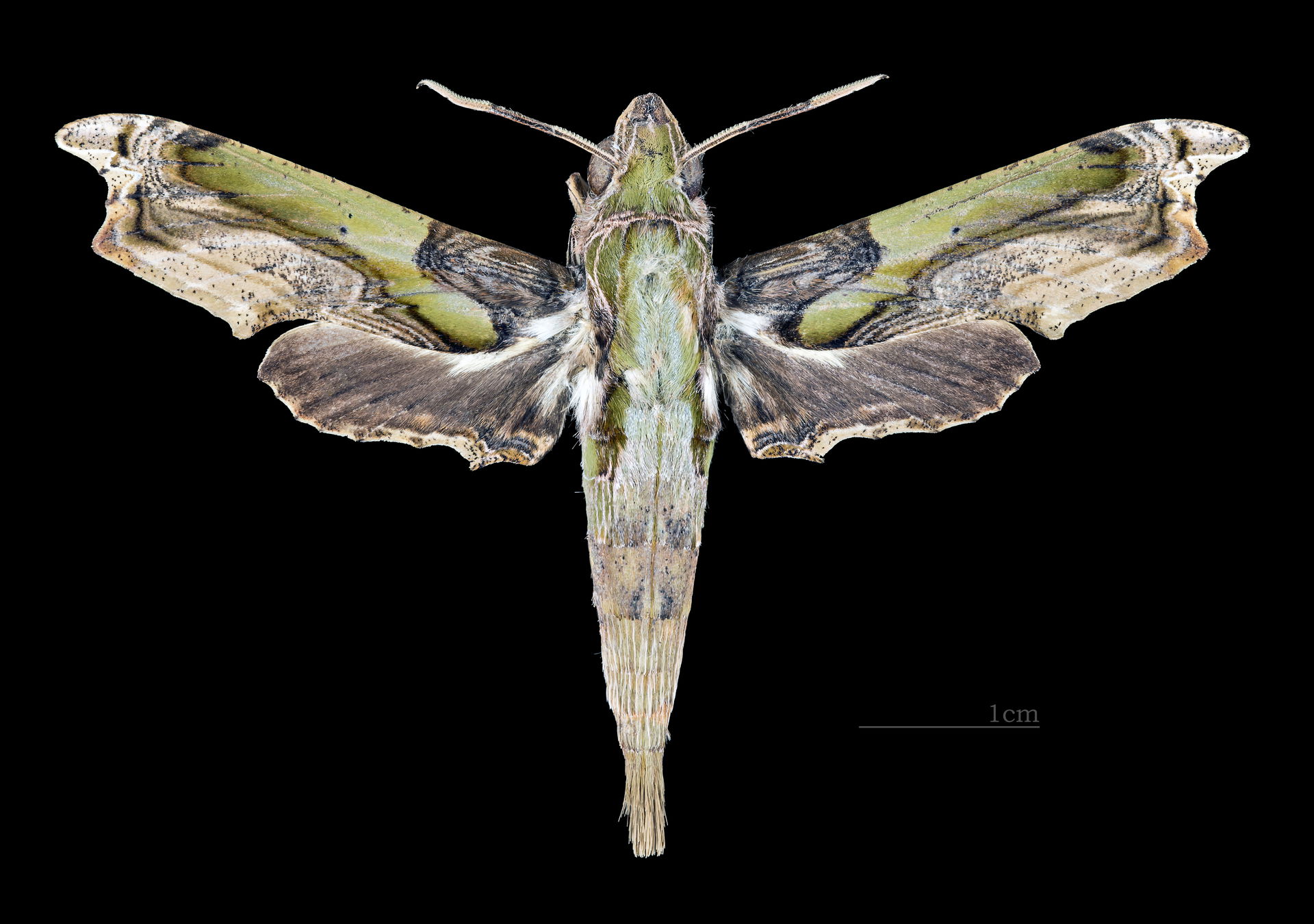 Eupanacra busiris - Dorsal side
Collection of the Mathematician…