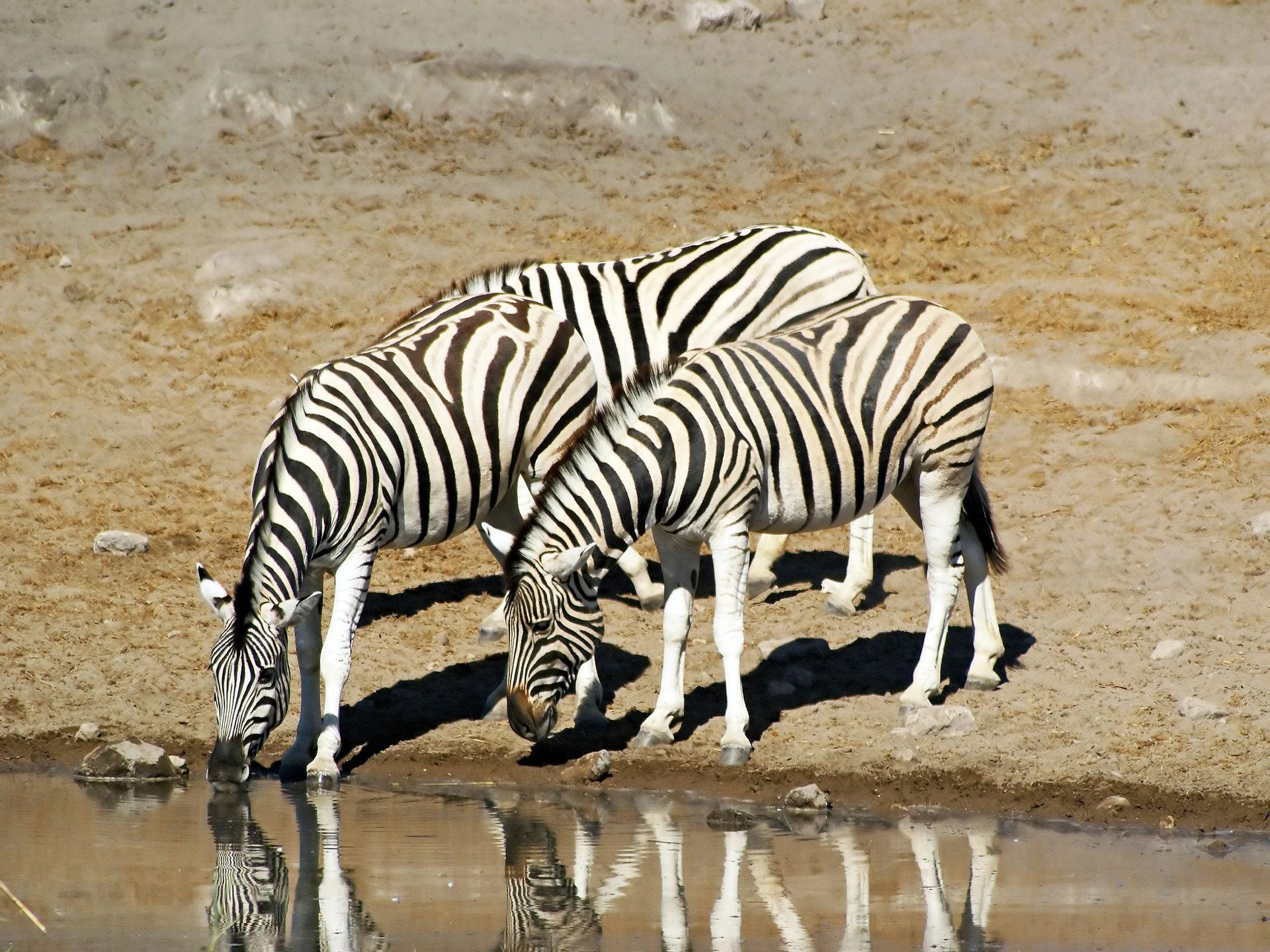 Damara Zebras at Chudop waterhole, Etosha, Namibia.