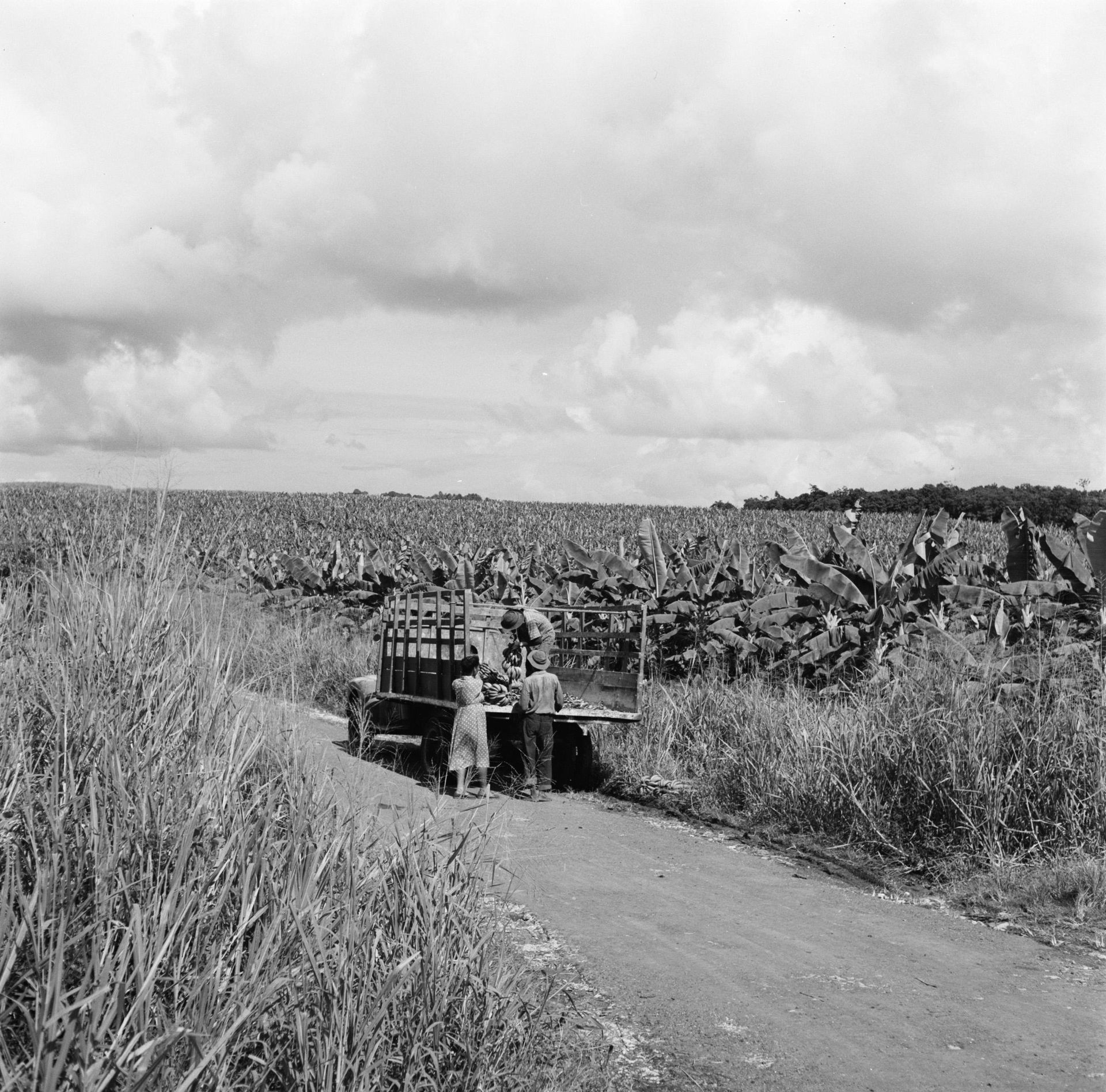 Collectie / Archief : Fotocollectie Van de Poll
Reportage / Ser…
