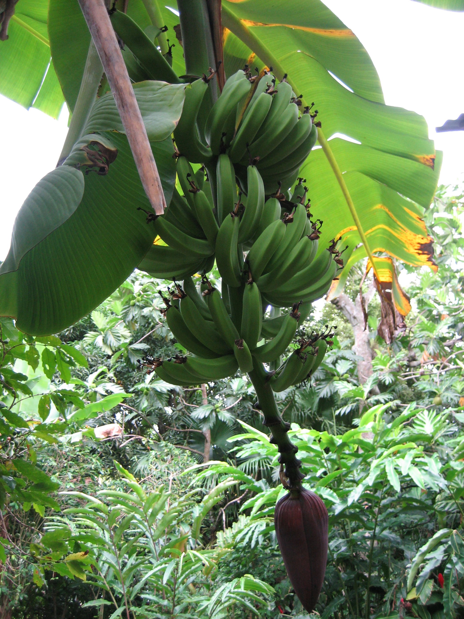 Régime de bananes