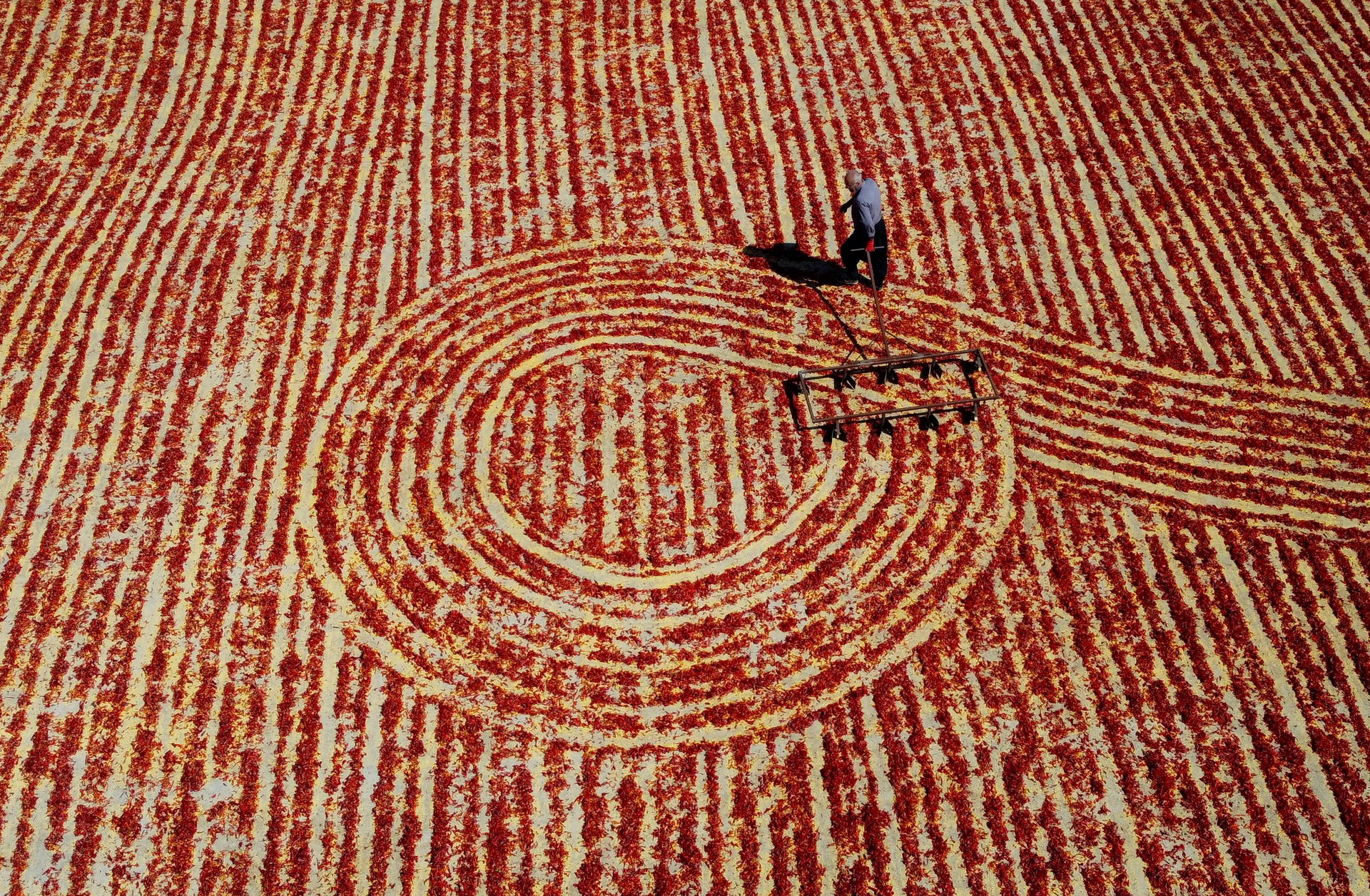 A man turns chili peppers laid out to dry using the traditional…