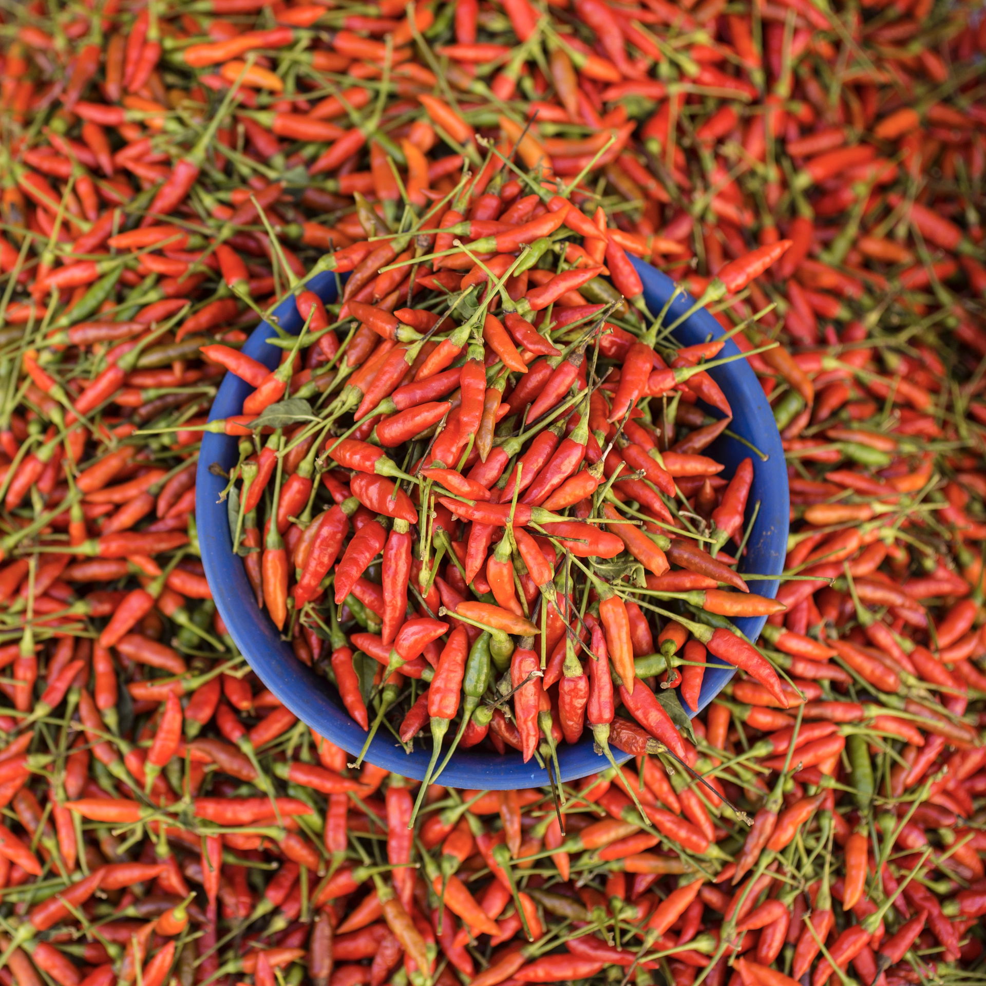 Chili peppers at Vila Rubim Market, Vitória, Espírito Santo, Br…