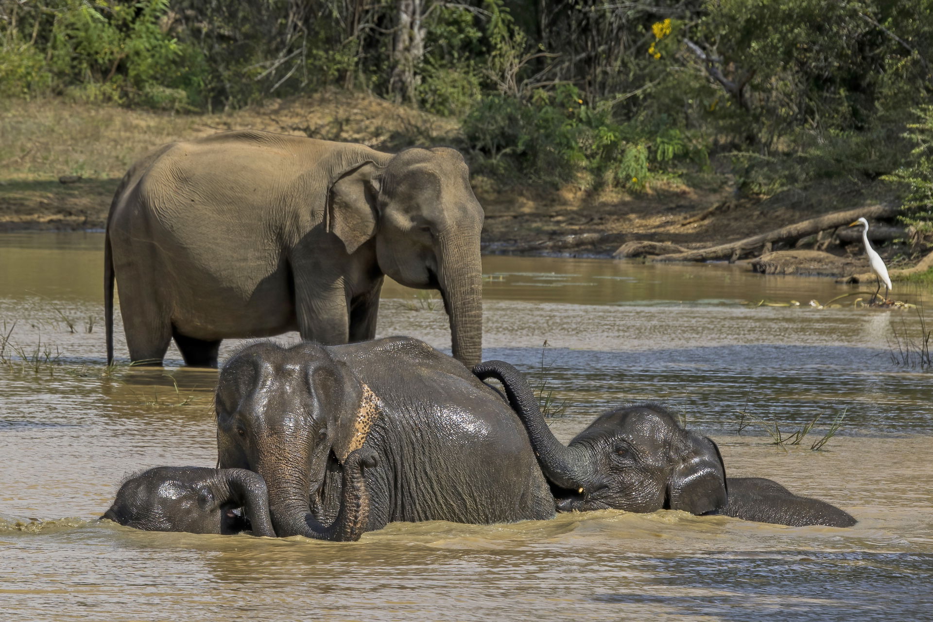 Sri Lankan elephant (Elephas maximus maximus), female and young…