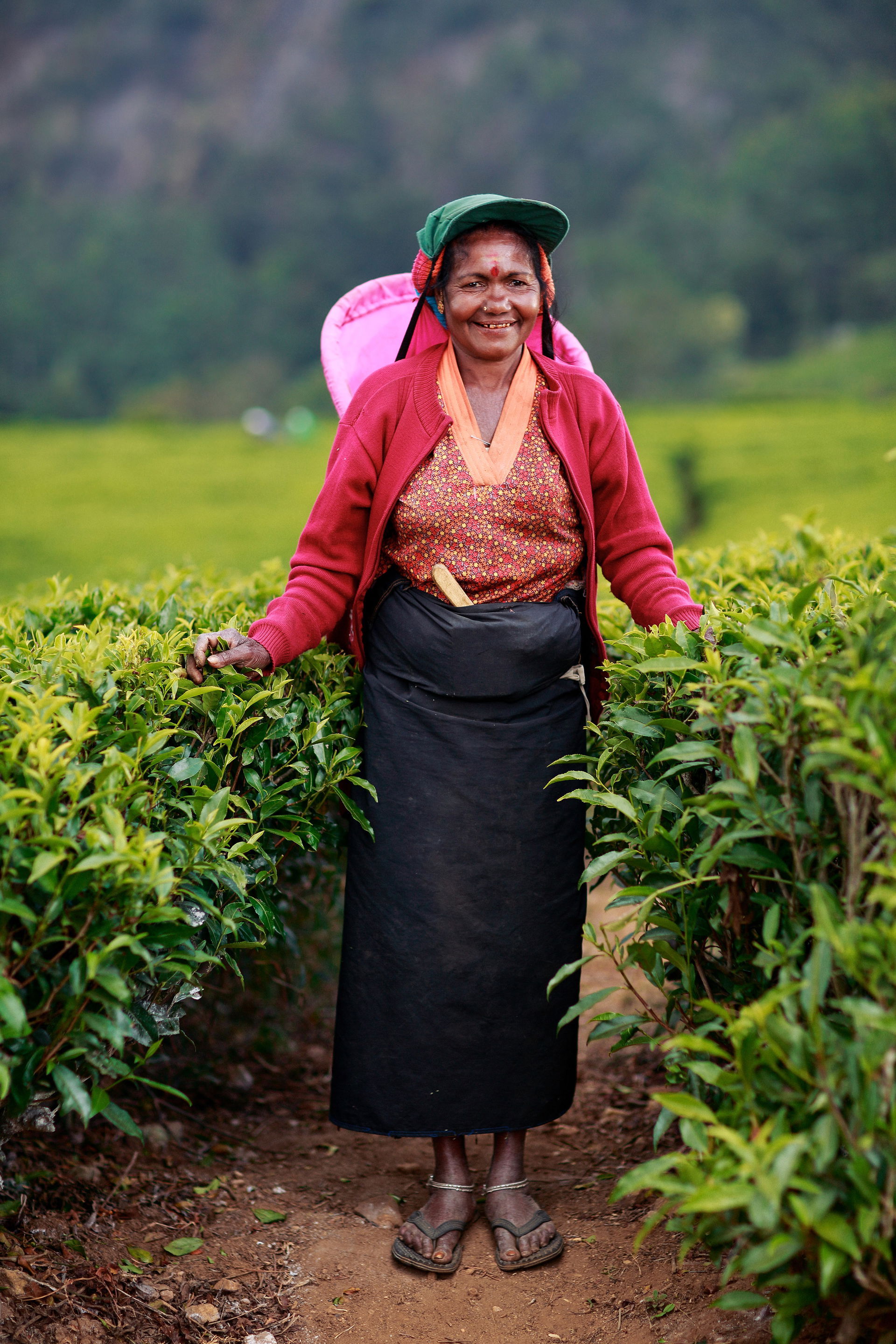 Sri Lanka is one of the best tea suppliers worldwide. It is the…