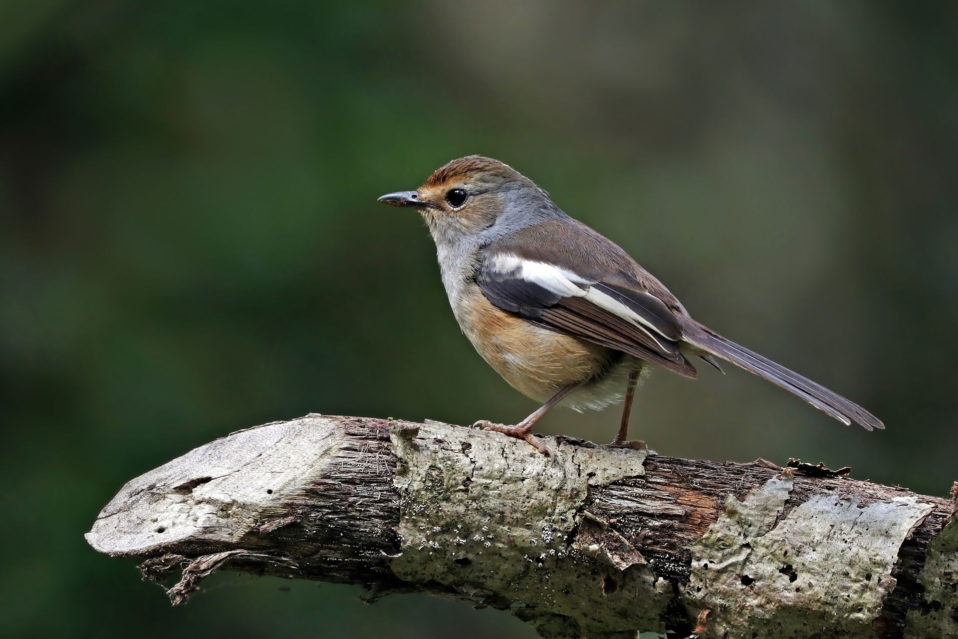Madagascar magpie-robin (Copsychus albospecularis pica) female,…