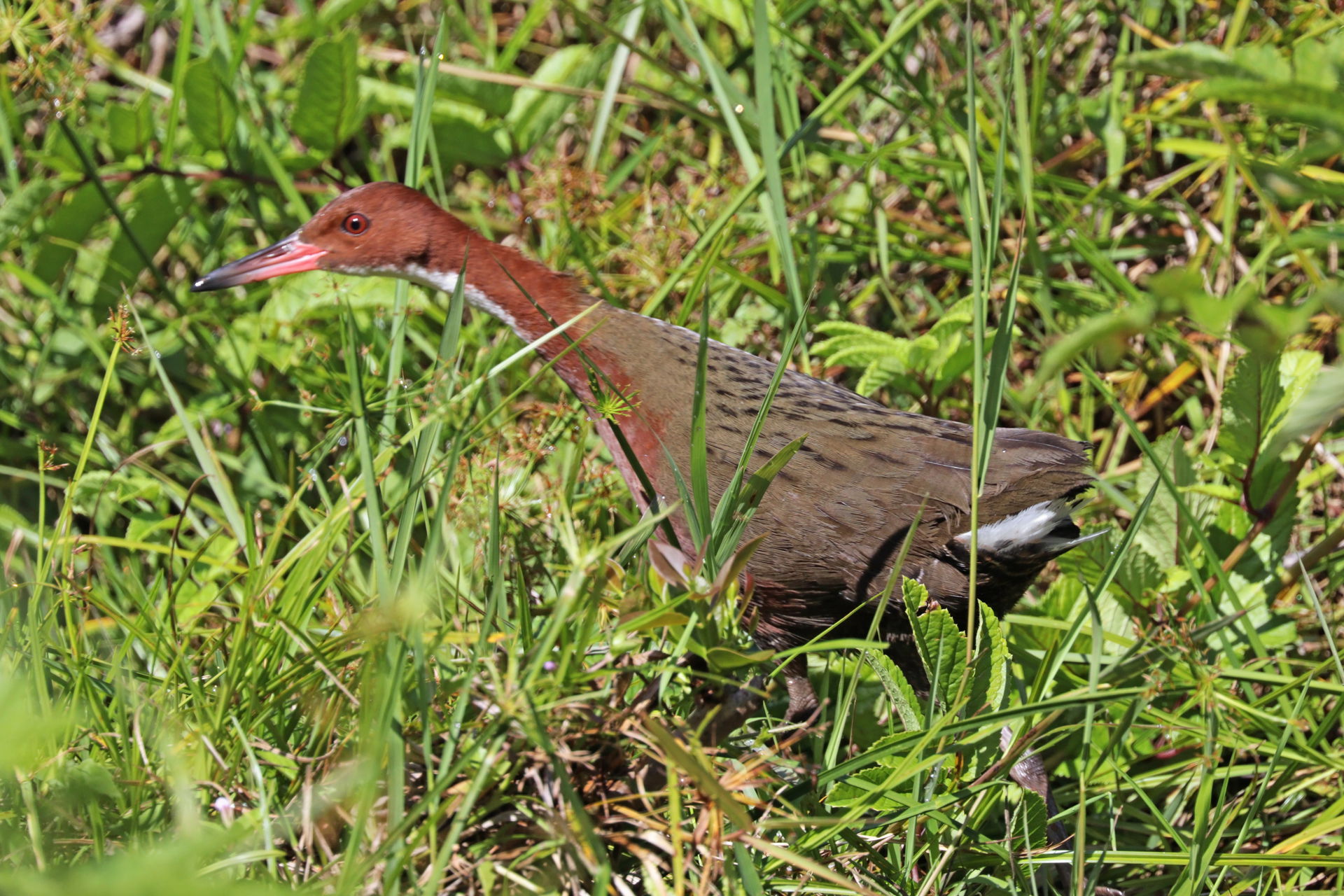 White-throated rail (Dryolimnas cuvieri cuvieri), Ranomafana Na…