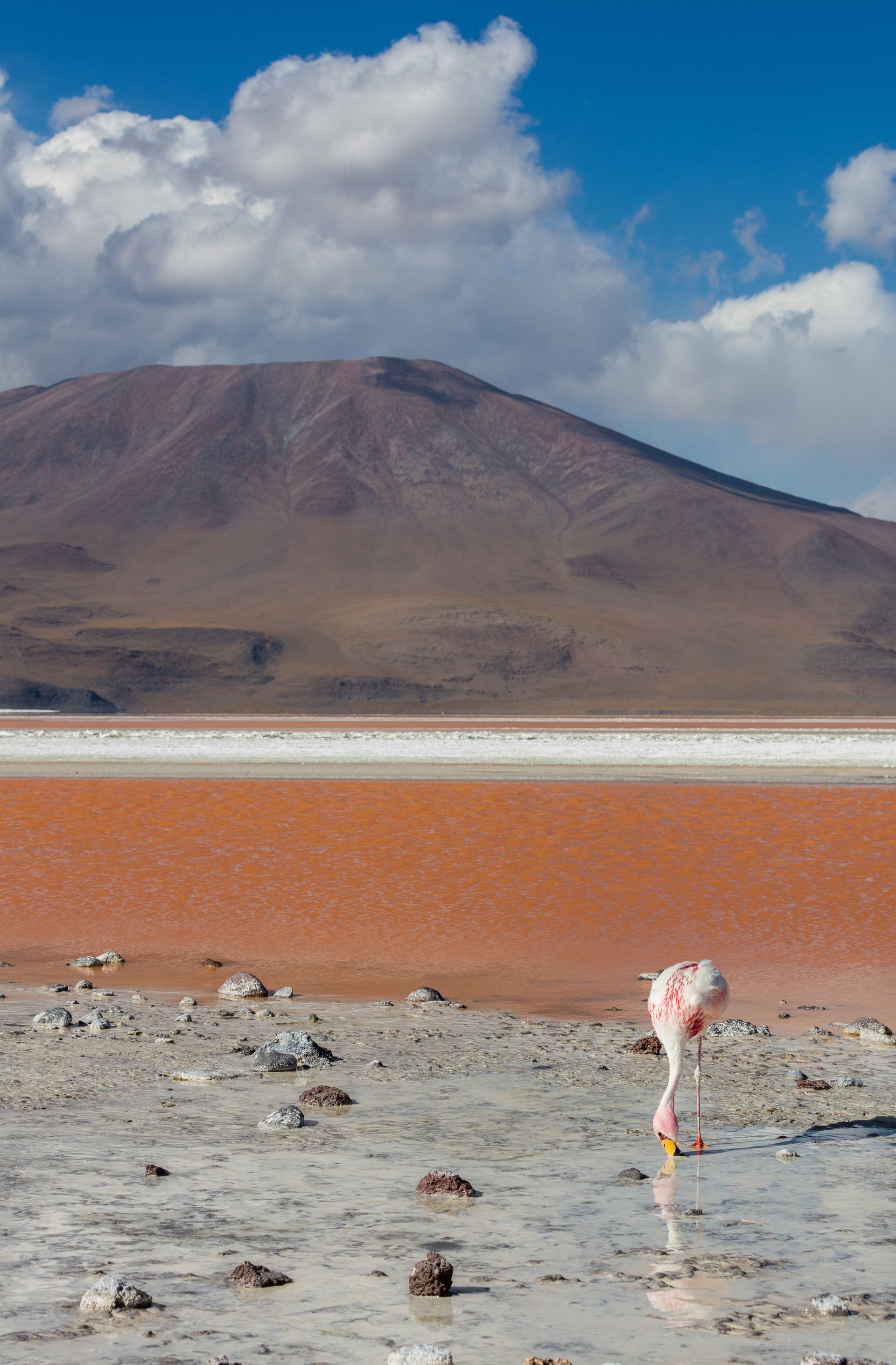 Andean flamingo (Phoenicoparrus andinus), Laguna Colorada, Boli…