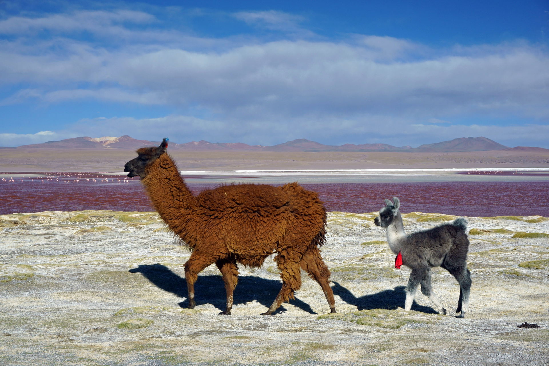 A female llama (Lama glama) with her cria at Laguna Colorada, R…