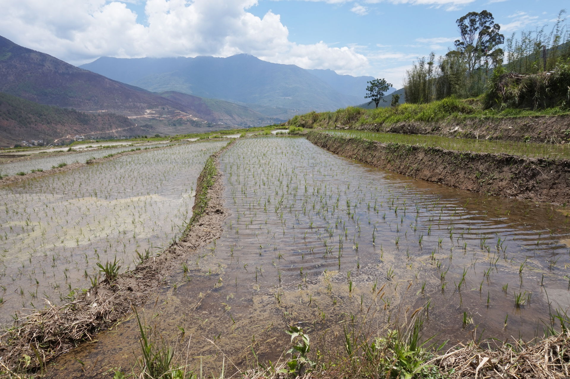 Rice terraces, Sopsokha, Bhutan