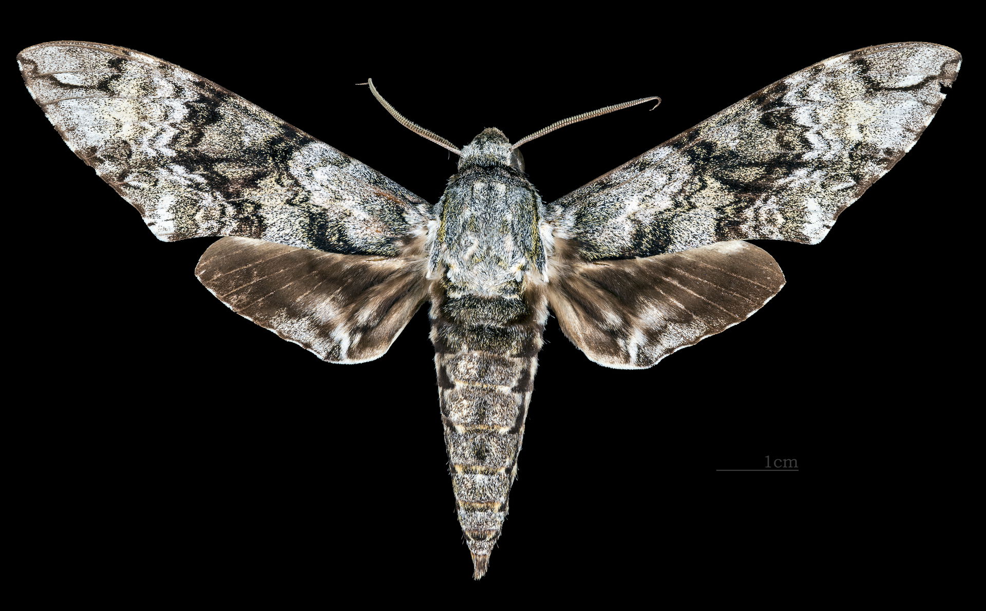 Manduca huascara - Dorsal side
Collection of the Mathematician …