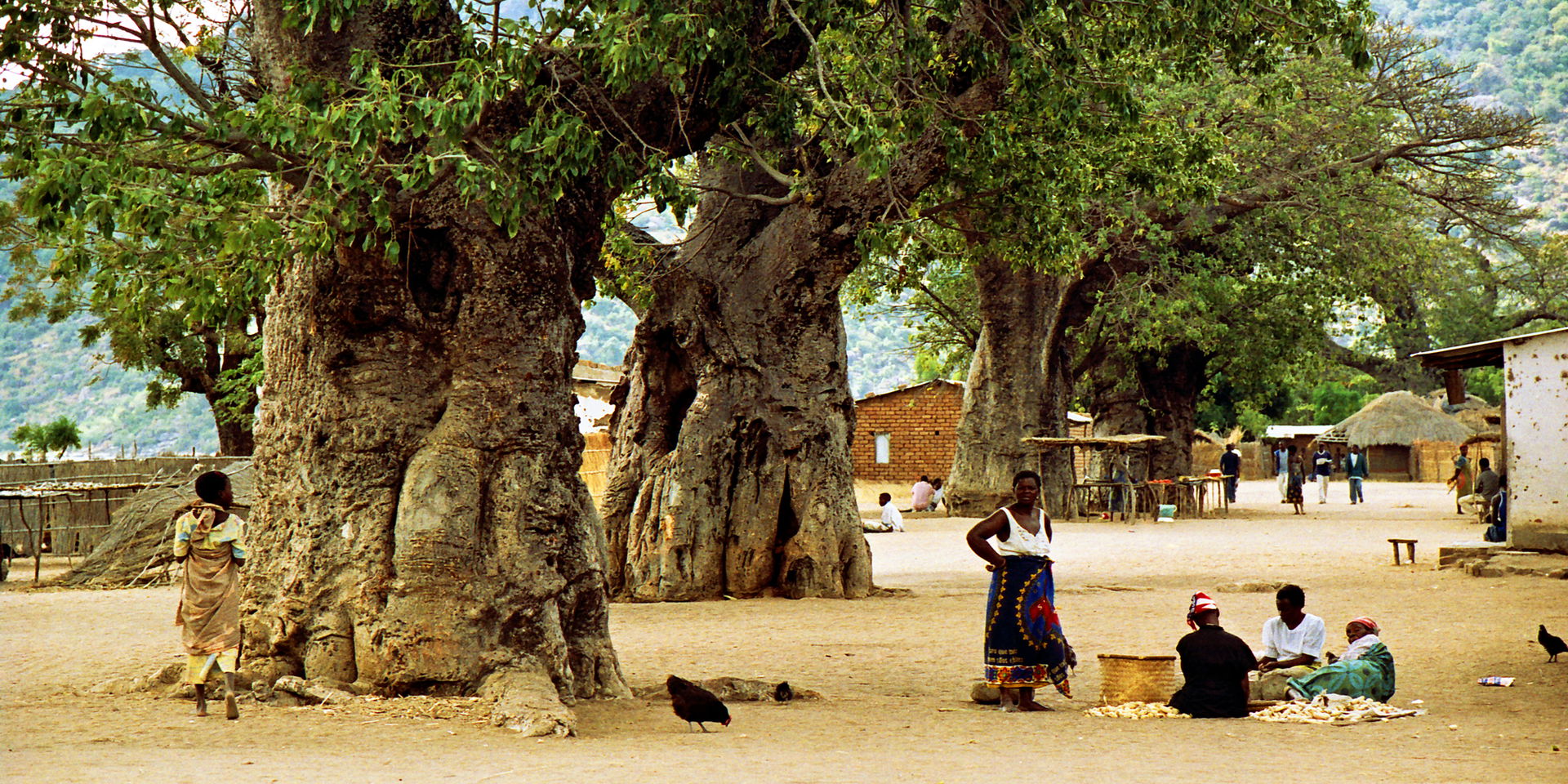 Baobab, Malawi