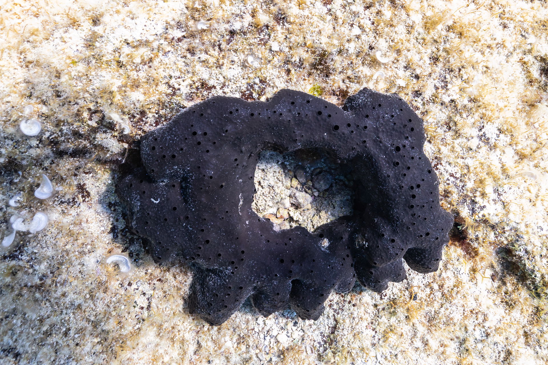 Sponge (Scalarispongia scalaris), Ċirkewwa, Malta, Malta