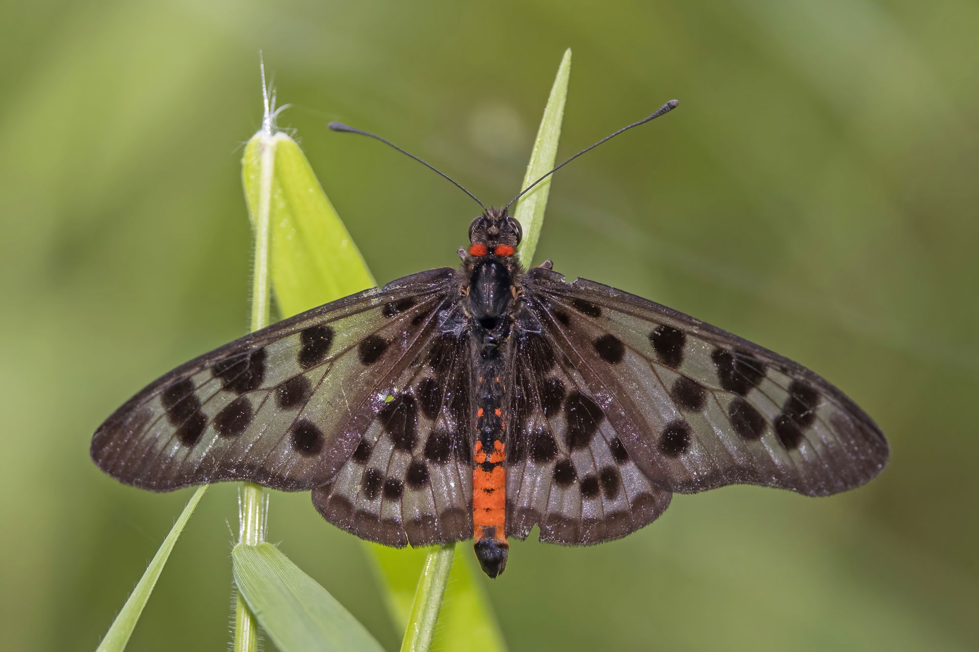 Acraea niobe male, Near Bom Sucesso, São Tomé island, São Tomé …