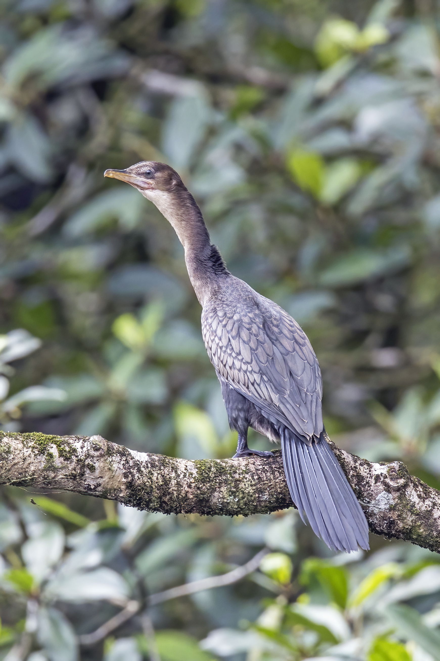 Reed cormorant (Microcarbo africanus) juvenile, São Tomé island…