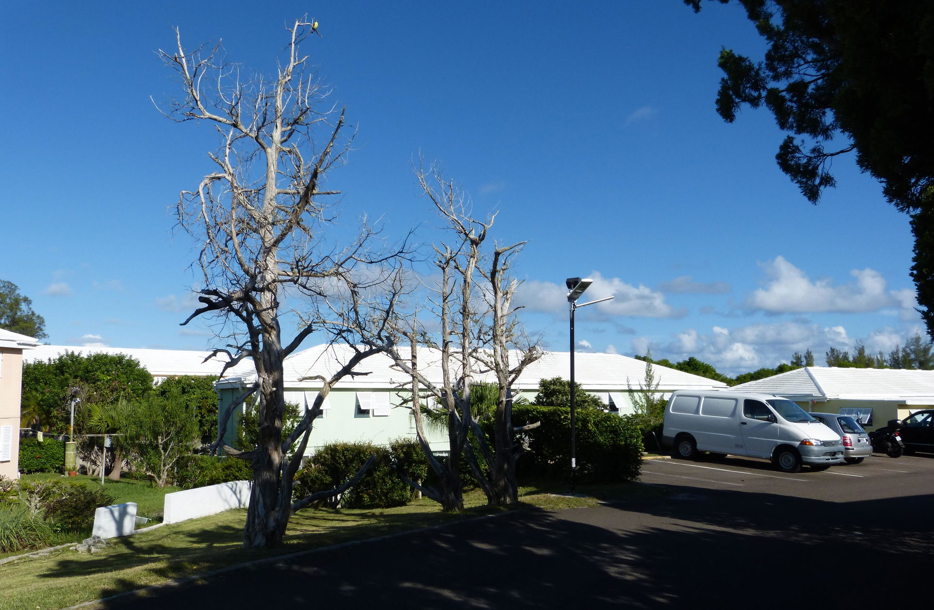 Three dead Bermuda cedars (Juniperus bermudiana) on Alexandra R…