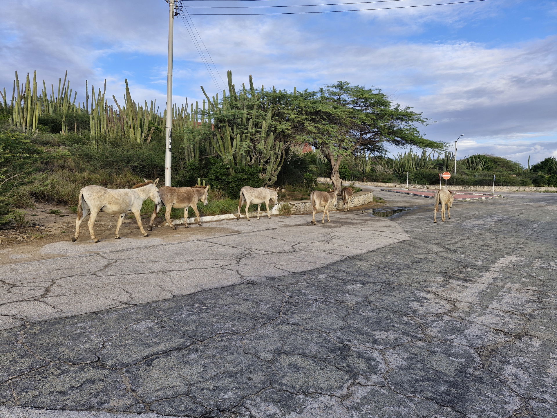 Wild Donkeys of Aruba